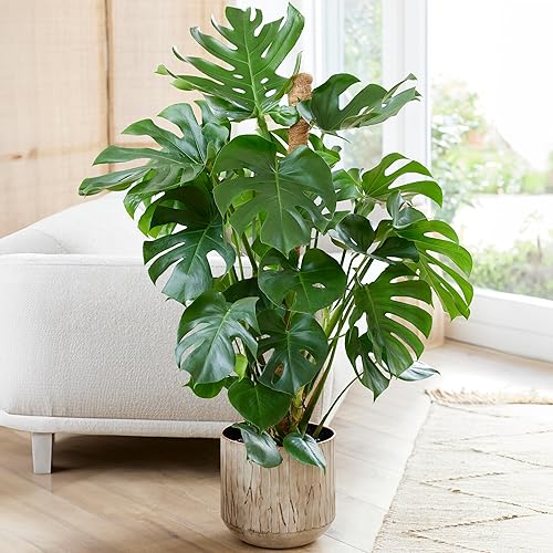 Monstera Swiss Cheese Plant | Air-Purifying Houseplant | (40-50cm Incl. Pot) - 40-50cm (Incl. Pot)