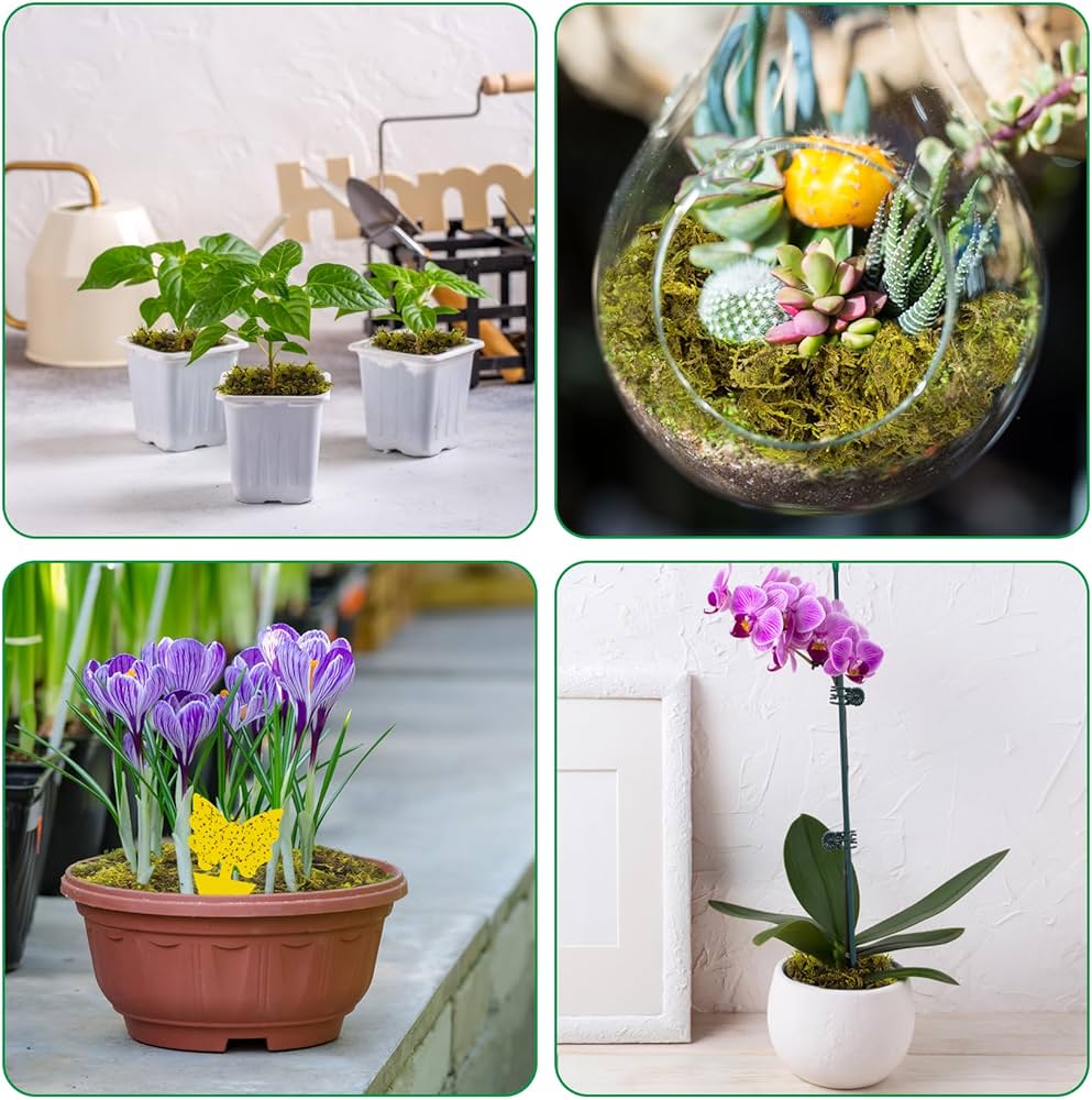 Mousse De Sphaigne Naturelle 500 G Pour Orchidées - Substrat Aéré Rétention D'eau - Avec Pièges à Insectes