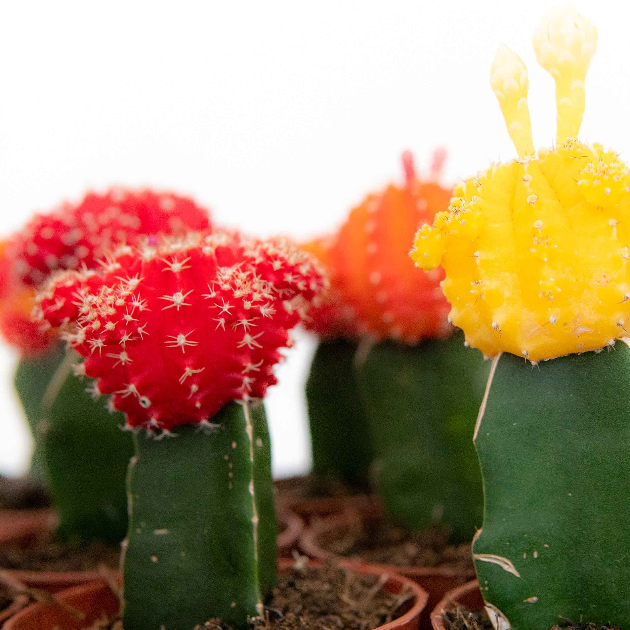 Gymnocalycium mihanovichii - Erdbeerkaktus - rot - 8,5cm Topf : Amazon.de:  Garten