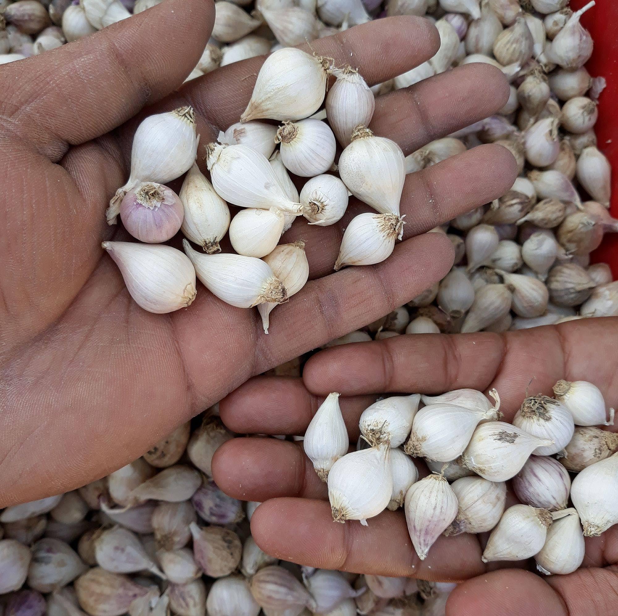 Parshutara ek 1 pothi lahsun Dry Single Clove Garlic Ek Pothi Lahsun Garlic Grade-A Qualilty (Not Hybrid) 200 gm (B0DGFC7K7G) Amazon Price History, Amazon Price Tracker