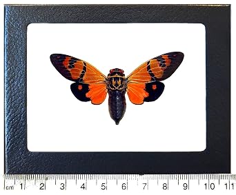 BicBugs Gaeana Festiva Orange Black cicada Thailand Framed