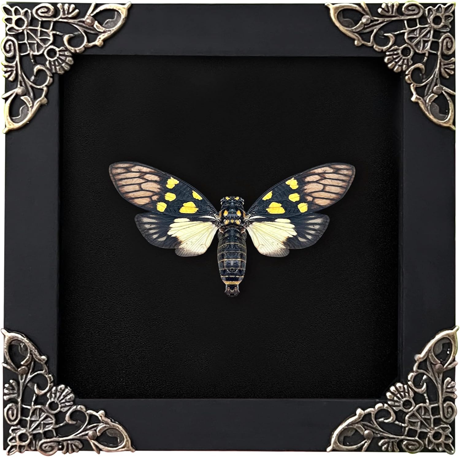 Real Framed Butterfly Cicadas Black Frame Dried Beetle Insect Bug Shadow Box Taxidermy Specimen Display Oddity Curiosity Tabletop Vintage Wall Hanging Bookshelf Moody Gothic Home Decor K12-79-DE