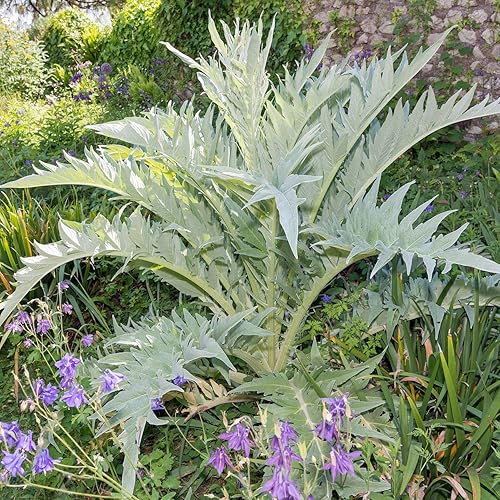 Miniatura 2 de Outsidepride 200 semillas perennes Cynara Cardunculus Cardoon Alcachofa Cardo Semillas de hierbas para plantar
