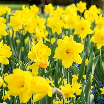 GreenBrokers Big Value Pack Daffodil Bulbs