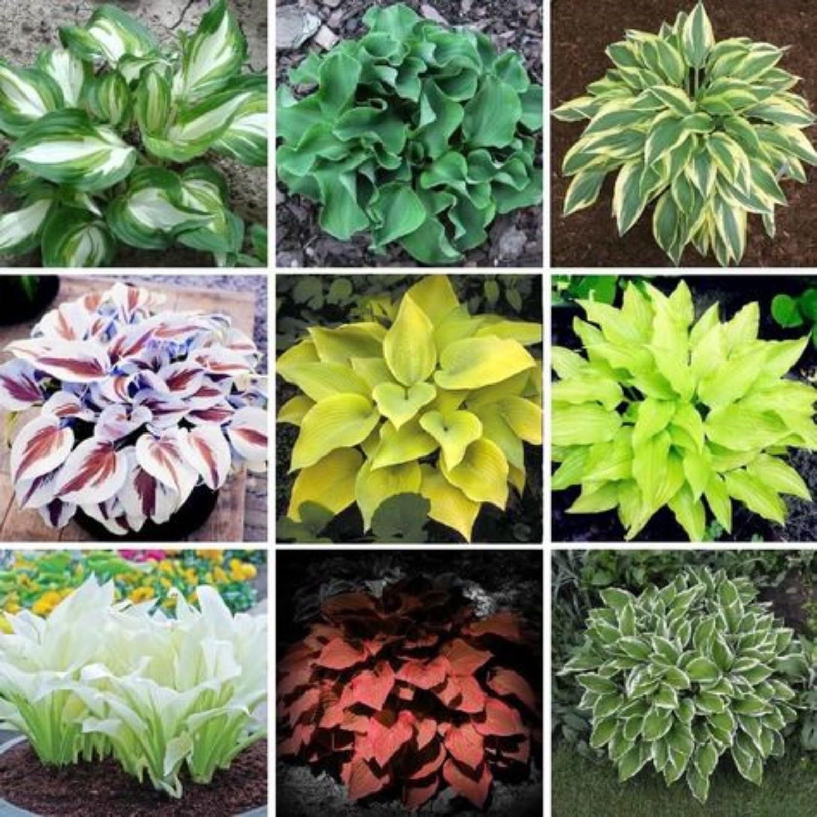 Hostas Bulbs for Planting Now UK Perennial Ornamental Perennial Good for Containers Easy Plant Natural Organic/Excellent Display Plant Bulbs Greening Flower -10Bulbs-greenA