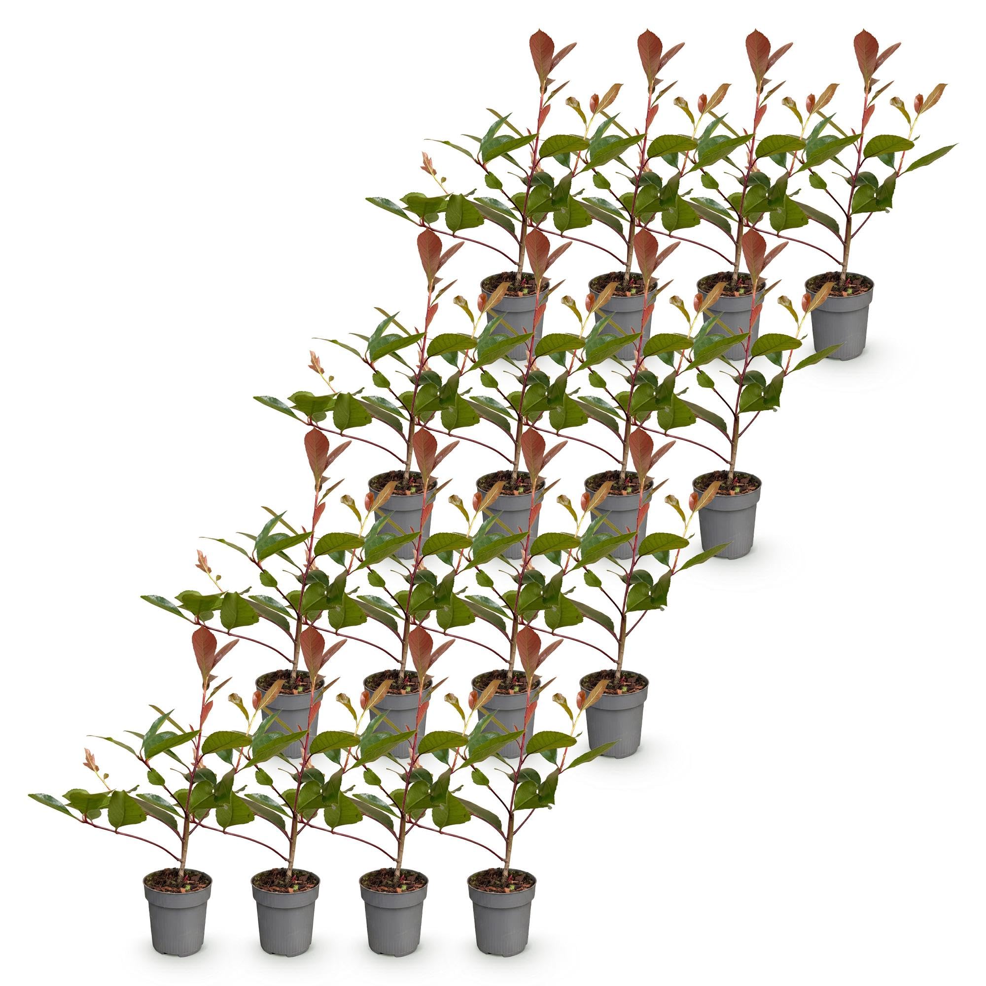 Photinia Red Robin Siepe Sempreverde, Rosso, Set 16, Vaso 9 cm, 25-35 cm
