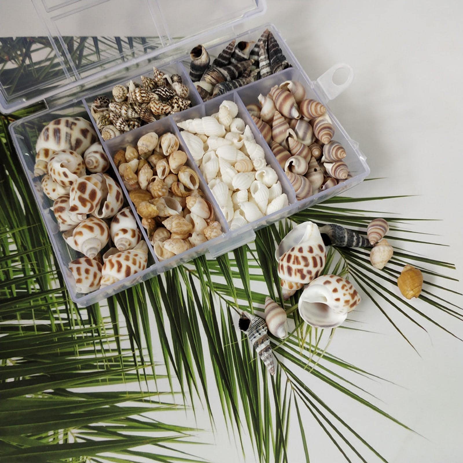 Vis de maïs naturelle et mini coquilles pour bricolage poétique fait main