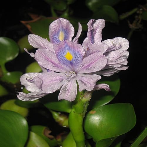 Wallpaper 0034 - //medicalbooks.filipinodoctors.org