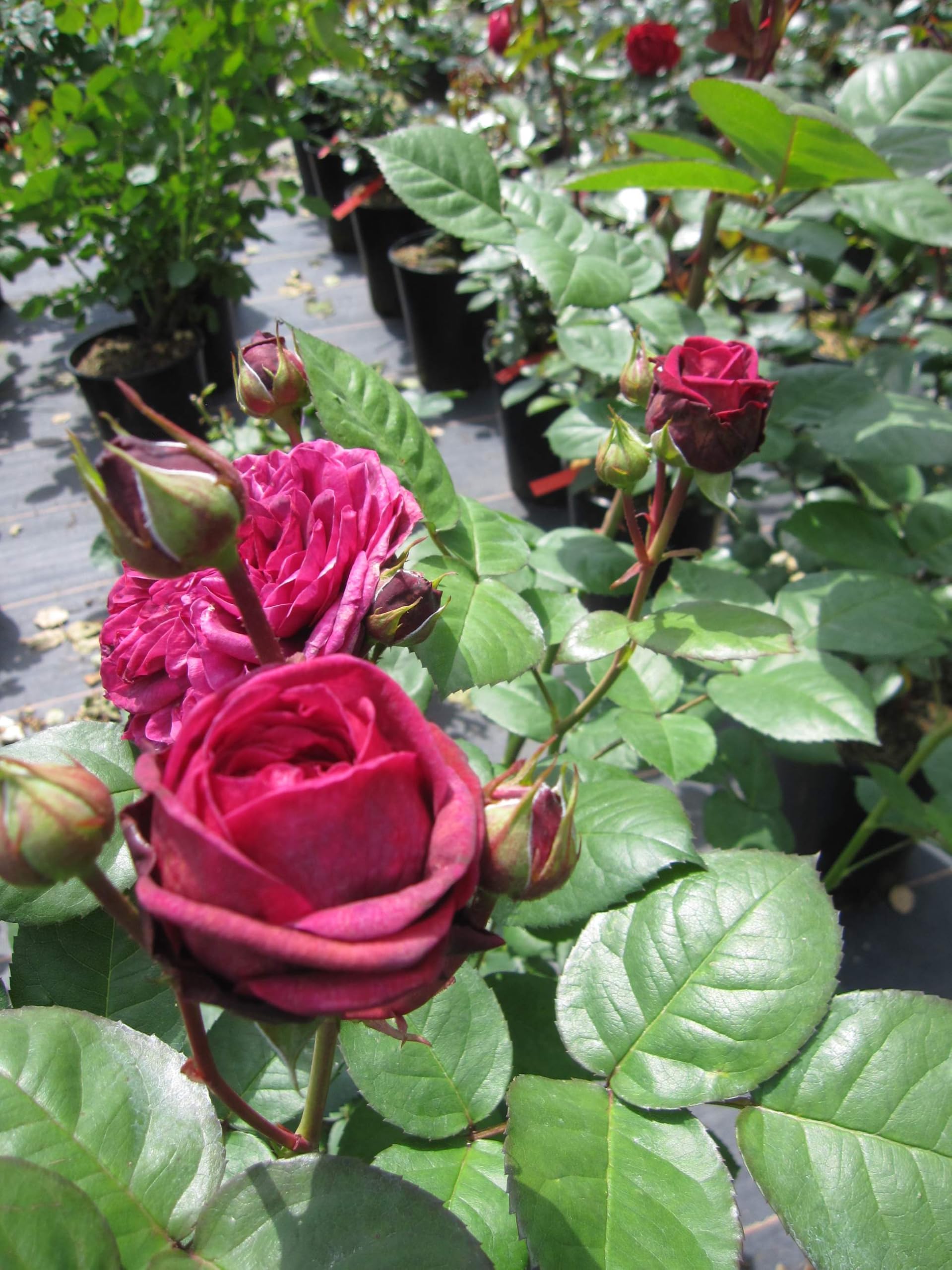 Rosa Deep Secret ® Synonym Mildred Scheel ® - Edelrose - Duft++++ - Tantau-Rose