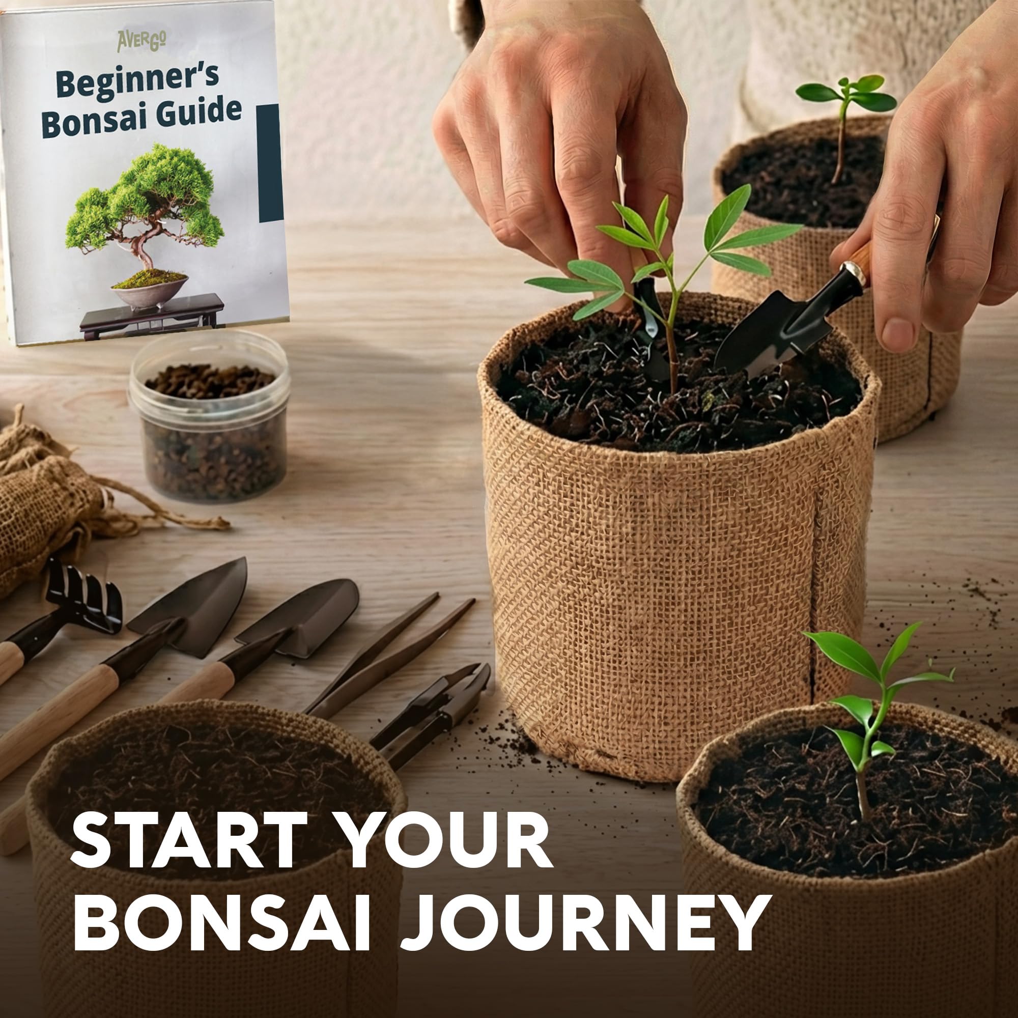 Kit de árbol bonsái - Kit completo de bricolaje para principiantes