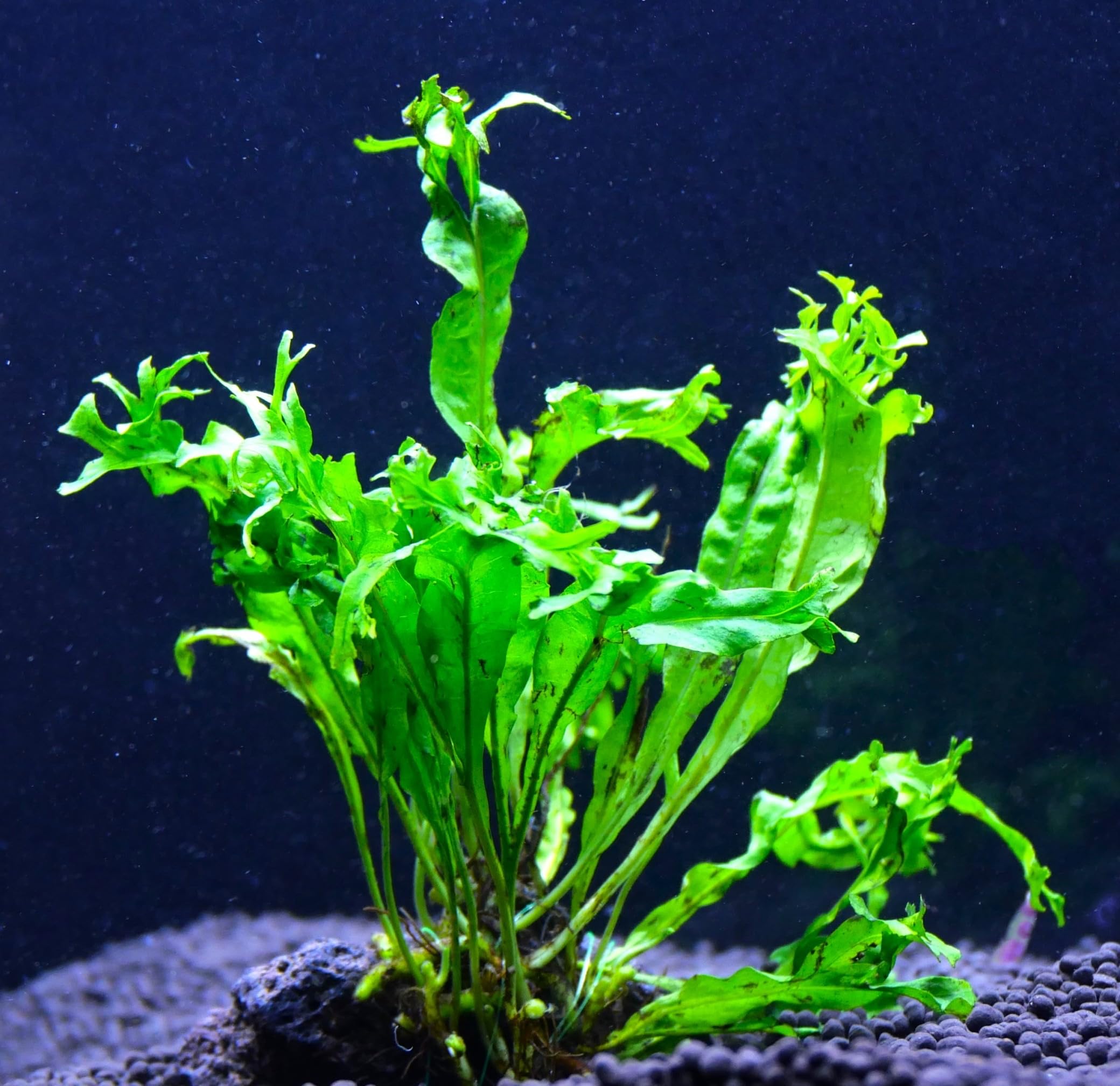 Amazon | ミクロソリウム ウェンディロブ 3株 ウィンドローブ 水上葉