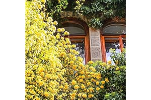Yellow Climbing Rose Live Plant: The Finest Climbing Companion for Your Garden