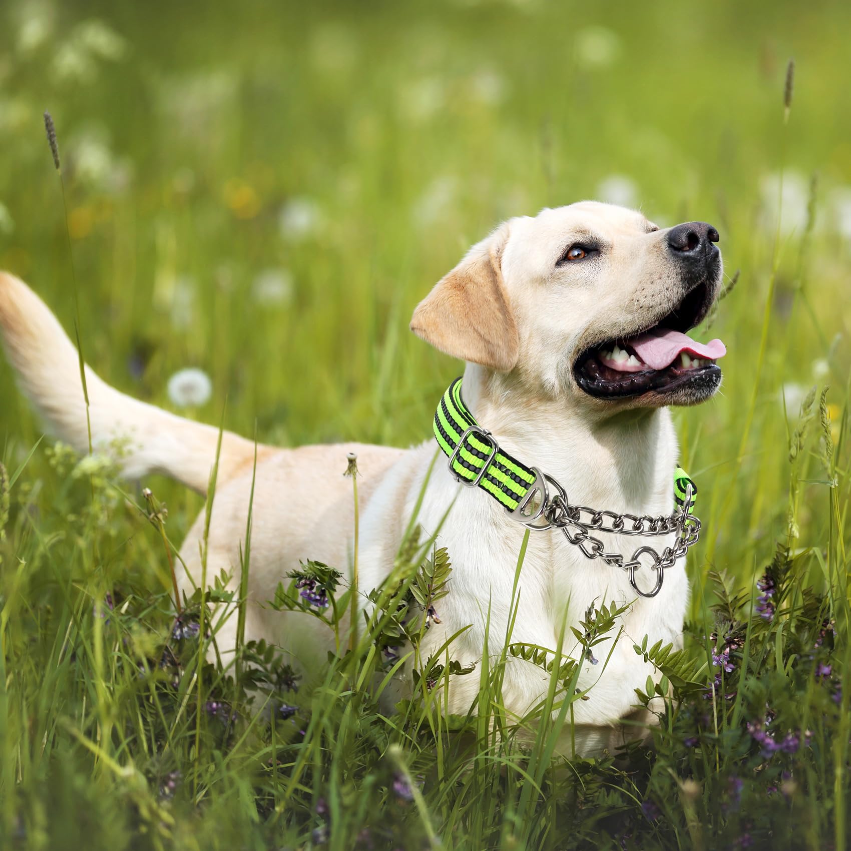Martingale Collar for Dogs Reflective Nylon Dog Chain Collars Adjustable Heavy Duty Martingale Collar for Training Medium Large Breed Dogs - Image 3