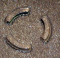 Vista 2 de Bandeja de vidrio para microondas Placa para Whirlpool 4393799 8206226 PS373741 AP3130793