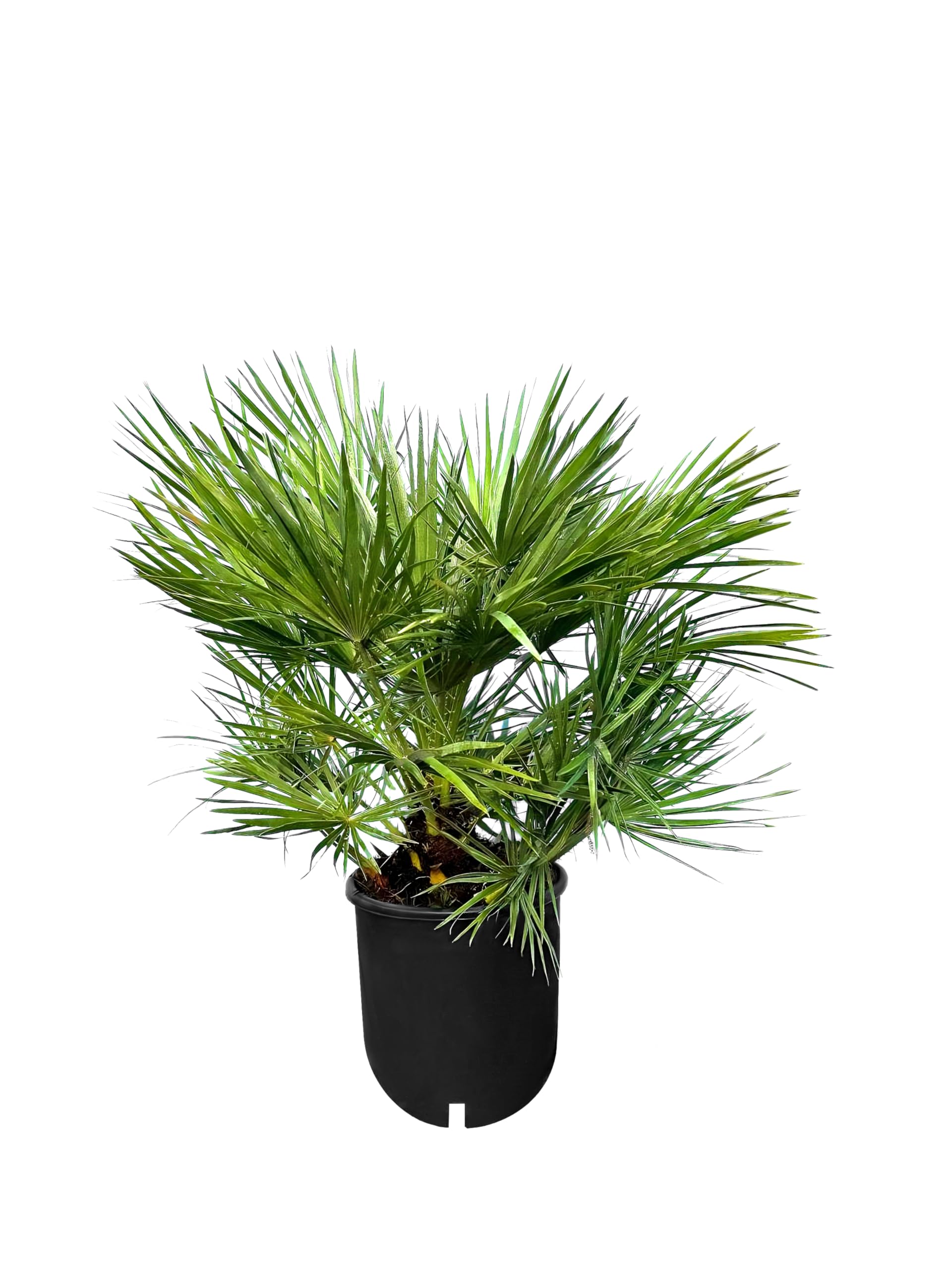 Chamaerops Humilis – Palma nana europea – Sempreverde palma resistente all'inverno – 80 cm di altezza con vaso