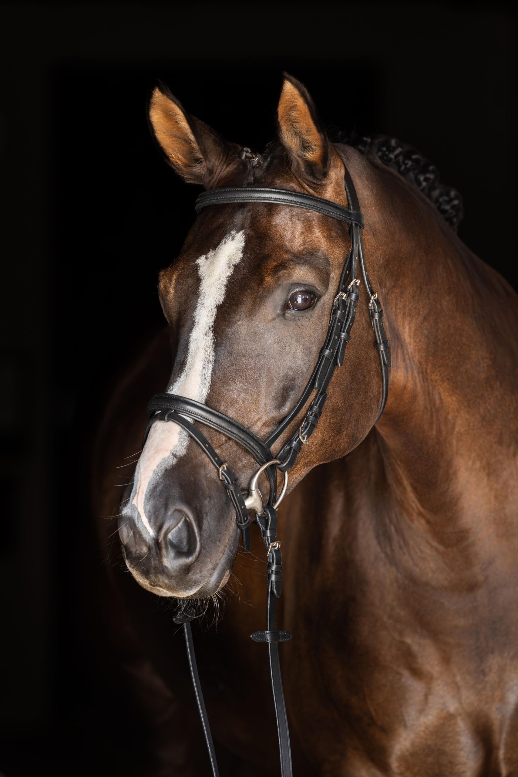 Covalliero Brida Standard, Brida de Montar, Negra, Cuero, Metal, COB, Caballo, Ajustable, Incluye riendas de Cinta
