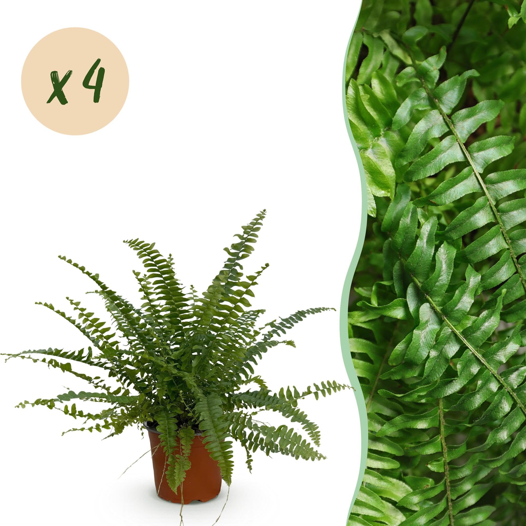 Nephrolepsis Farn, Tierfreundlich, für Wohnzimmer, Grün, 4er Set, 12cm
