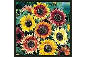 Sunflower Seeds Fall Planting - Autumn Beauty Sunflowers' Garden Seeds