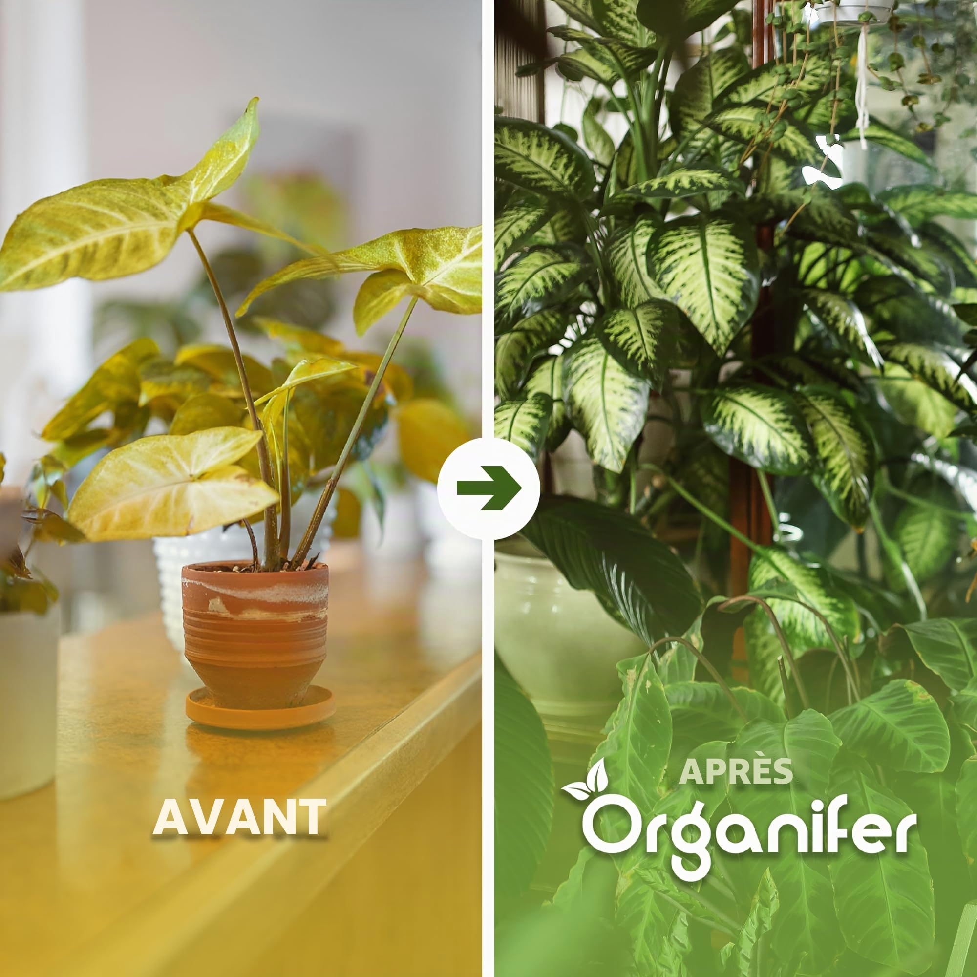 Paquet De Graines De Plantes D’Intérieur | Graines De Plantes D’Intérieur - Graines De Plantes - Plantes À Graines - 13 Variétés - Organifer