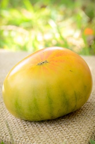 Miniatura 3 de Hillbilly Heirloom - Semillas de tomate prémium para plantar paquete