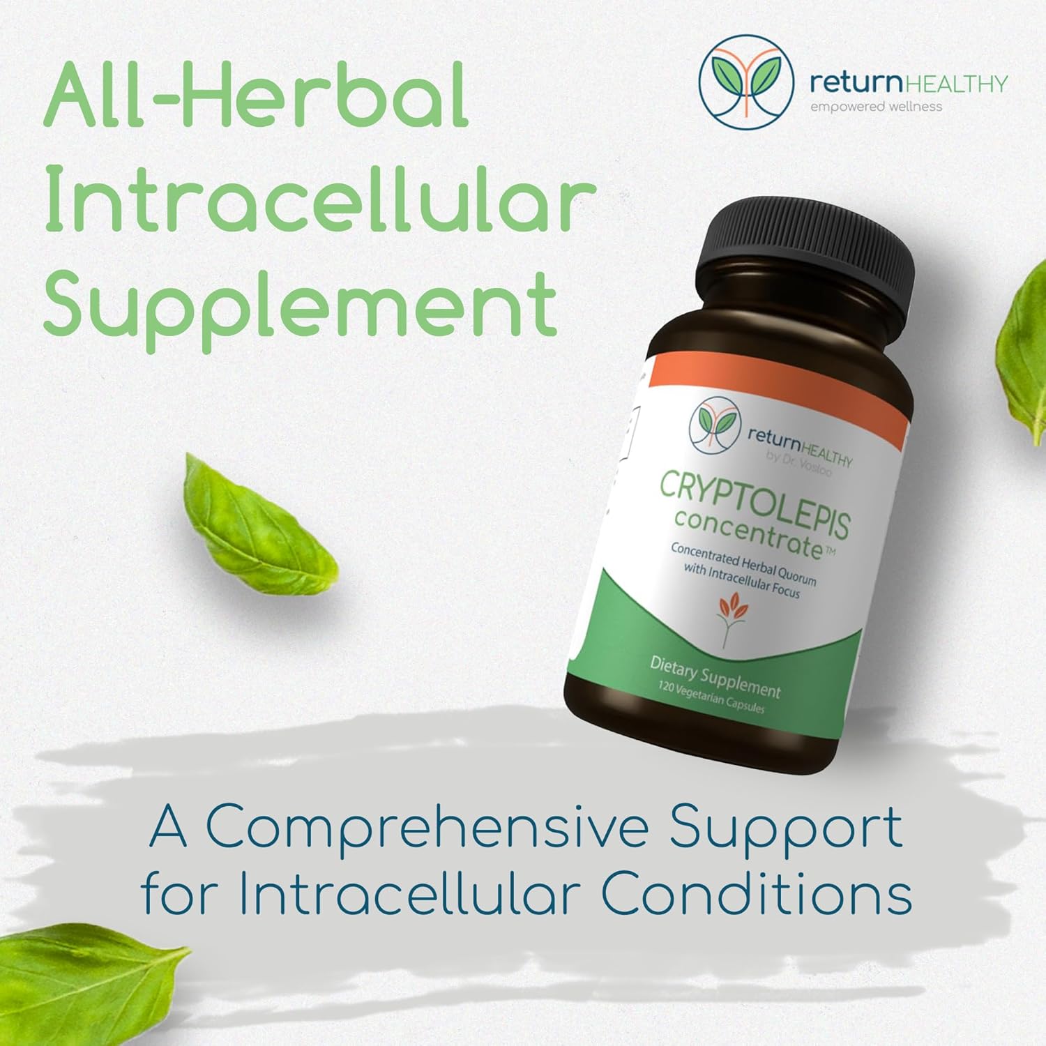 Cryptolepis Concentrate, Immune Support with Cryptolepis Sanguinolenta for Immunity Boost, Concentrated Herbal Supplements, Antioxidant & Health Supplement, 120 Capsules - Image 2