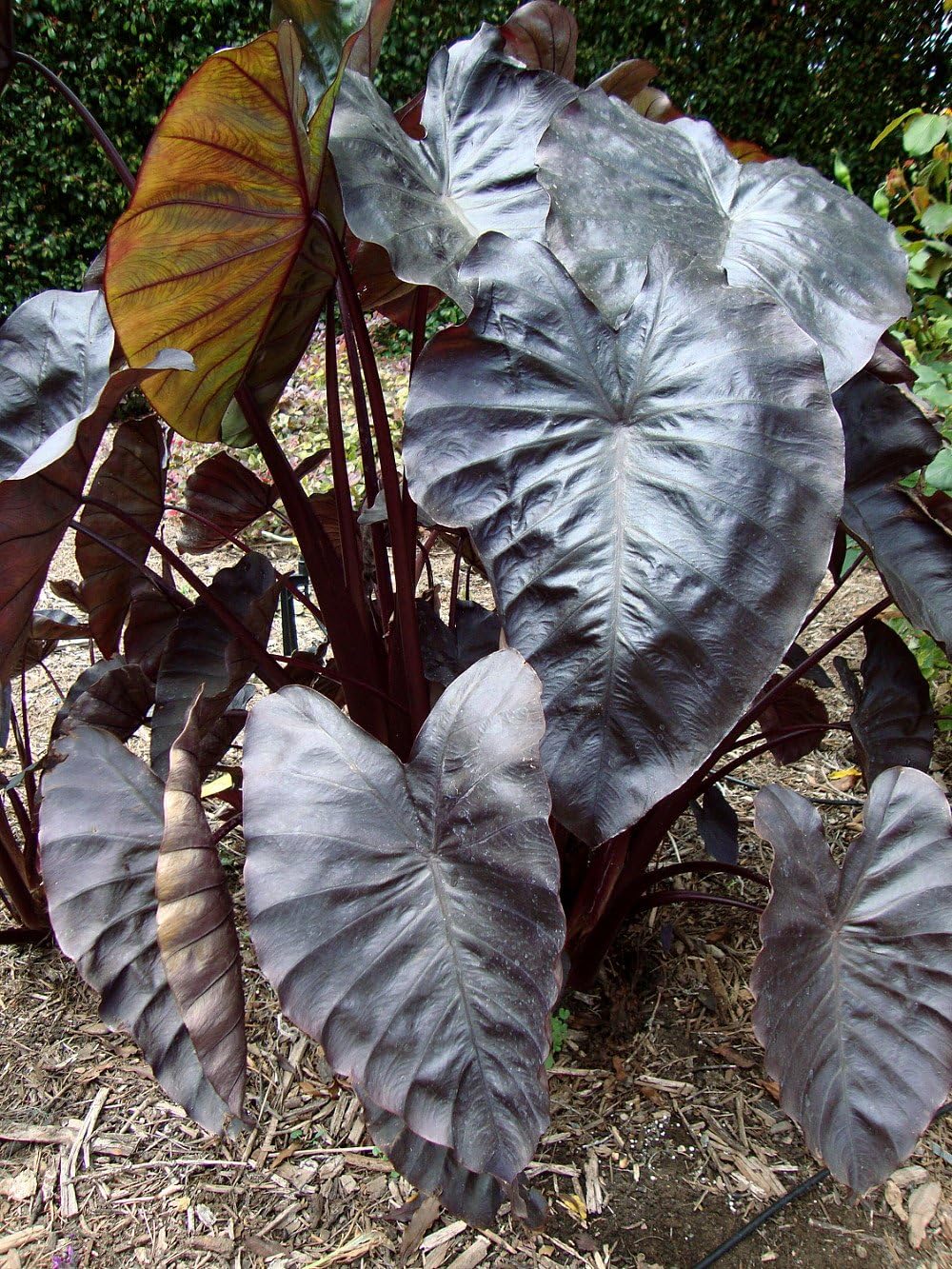 Black Coral Elephants Ear Gothic Colocasia 6" Pot