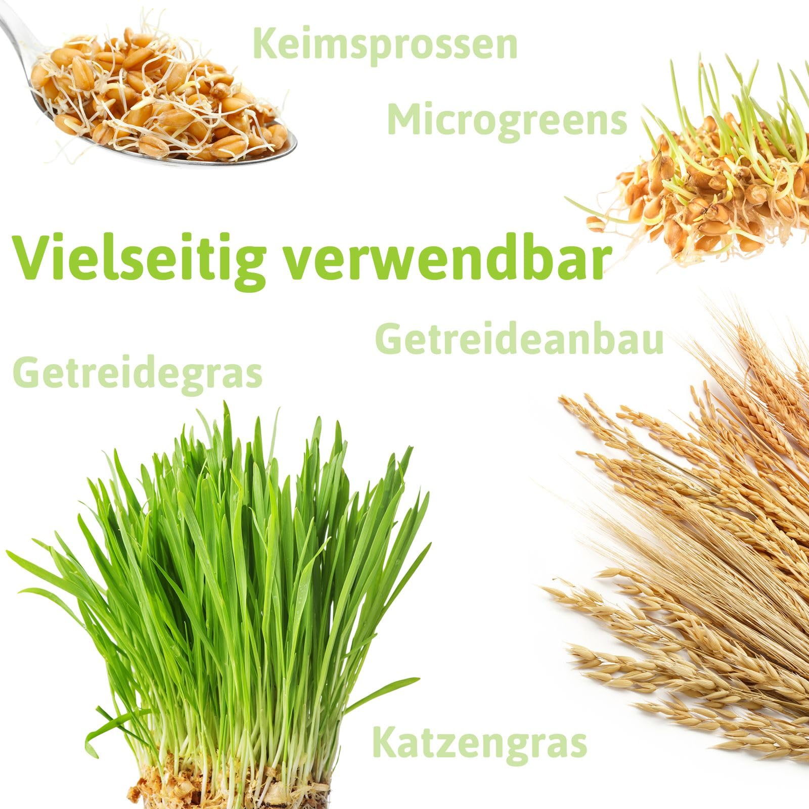 FLORTUS BIO Emmer Getreide Samen 1kg | Alte Sorten robustes Urgetreide zur  Herstellung von Mehl Nudeln Brot Msli & Microgreens | Sprossen Samen :  Amazon.de: Garten