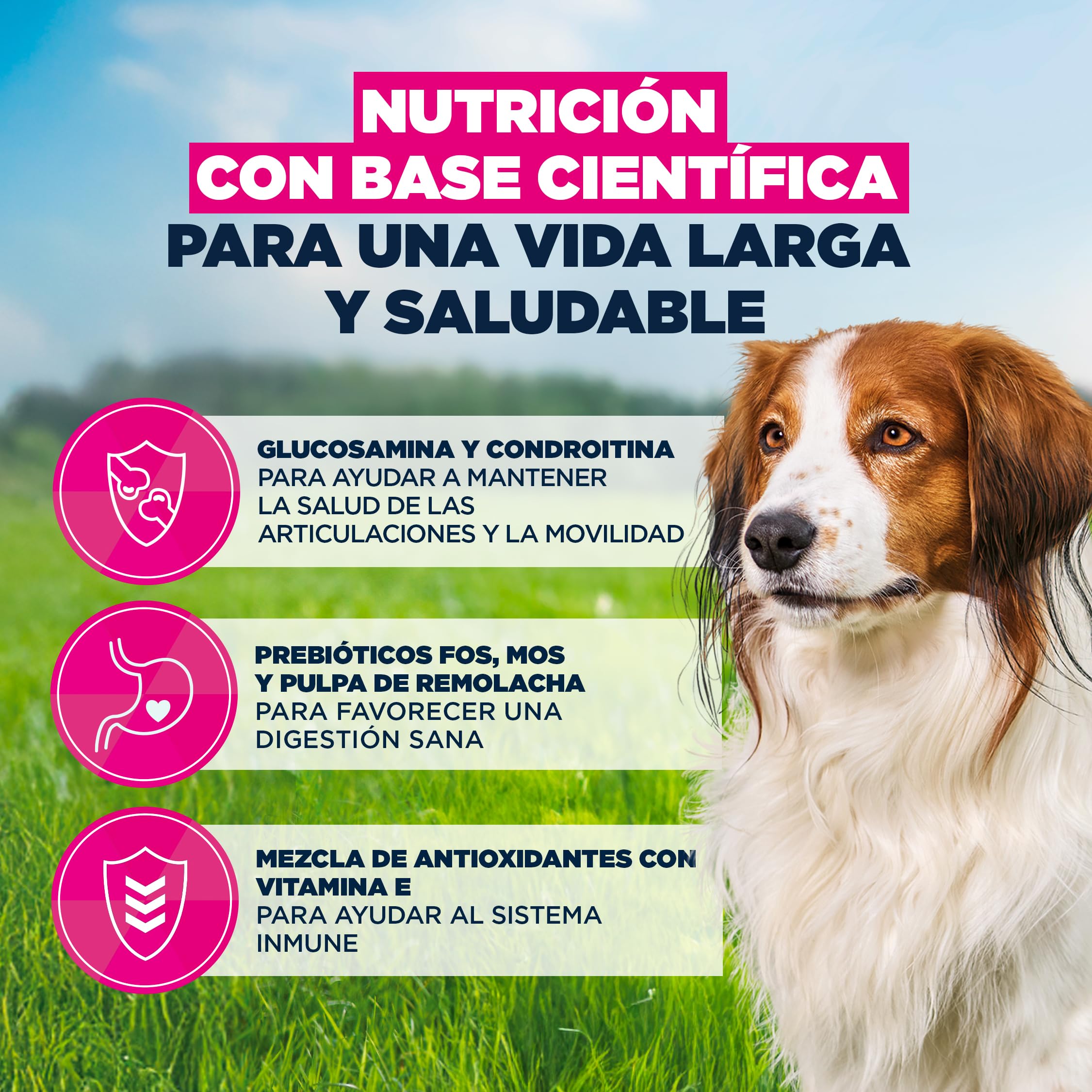 Eukanuba, alimento para Edad Avanzada con Cordero y arroz para Razas pequeñas y Medianas - Alimento seco Premium para Perros Senior, 12 kg