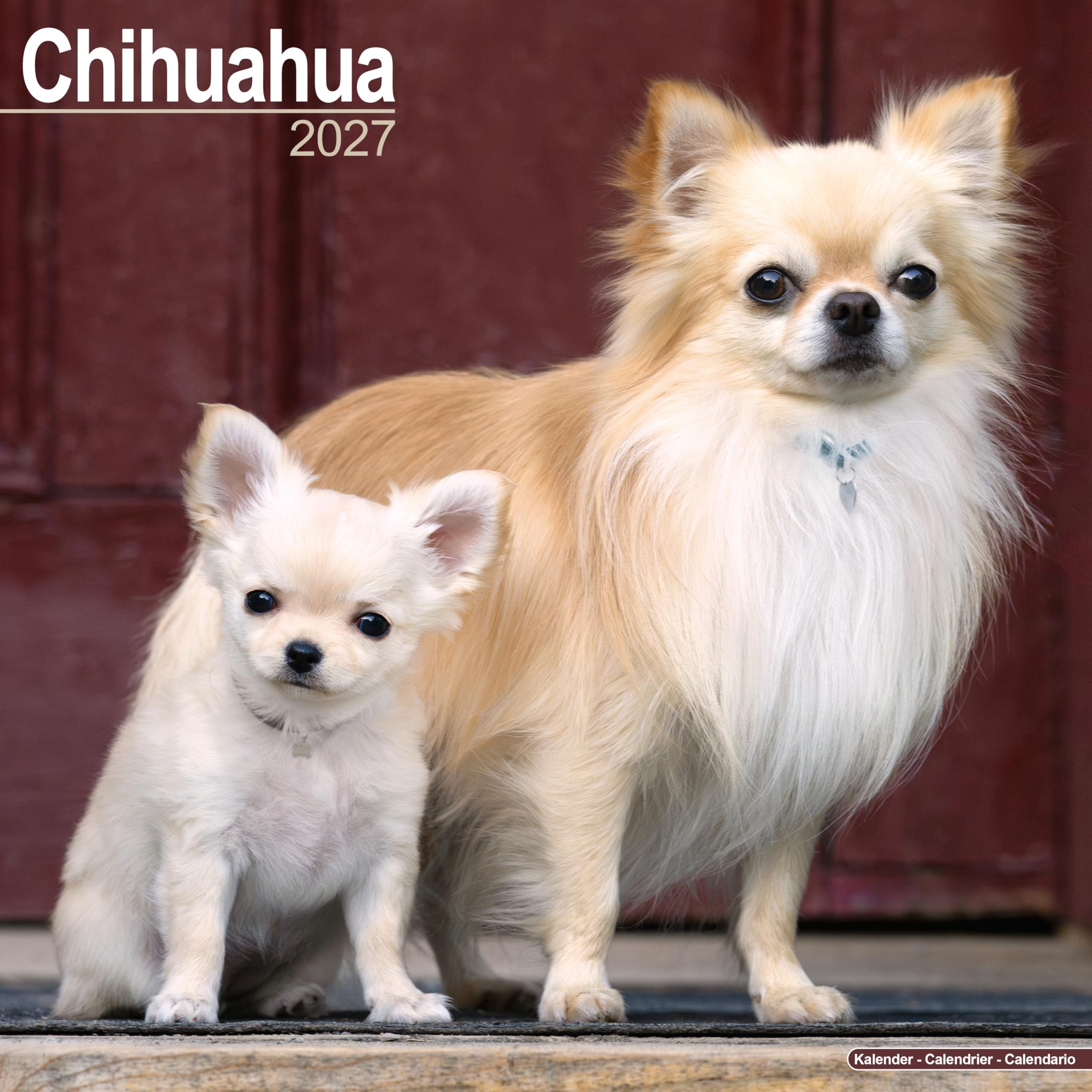 Chihuahua 2027 Calendar | Square Wall Calendar | Dog Breed Gift | Plastic Free Packaging | by Avonside Publishing