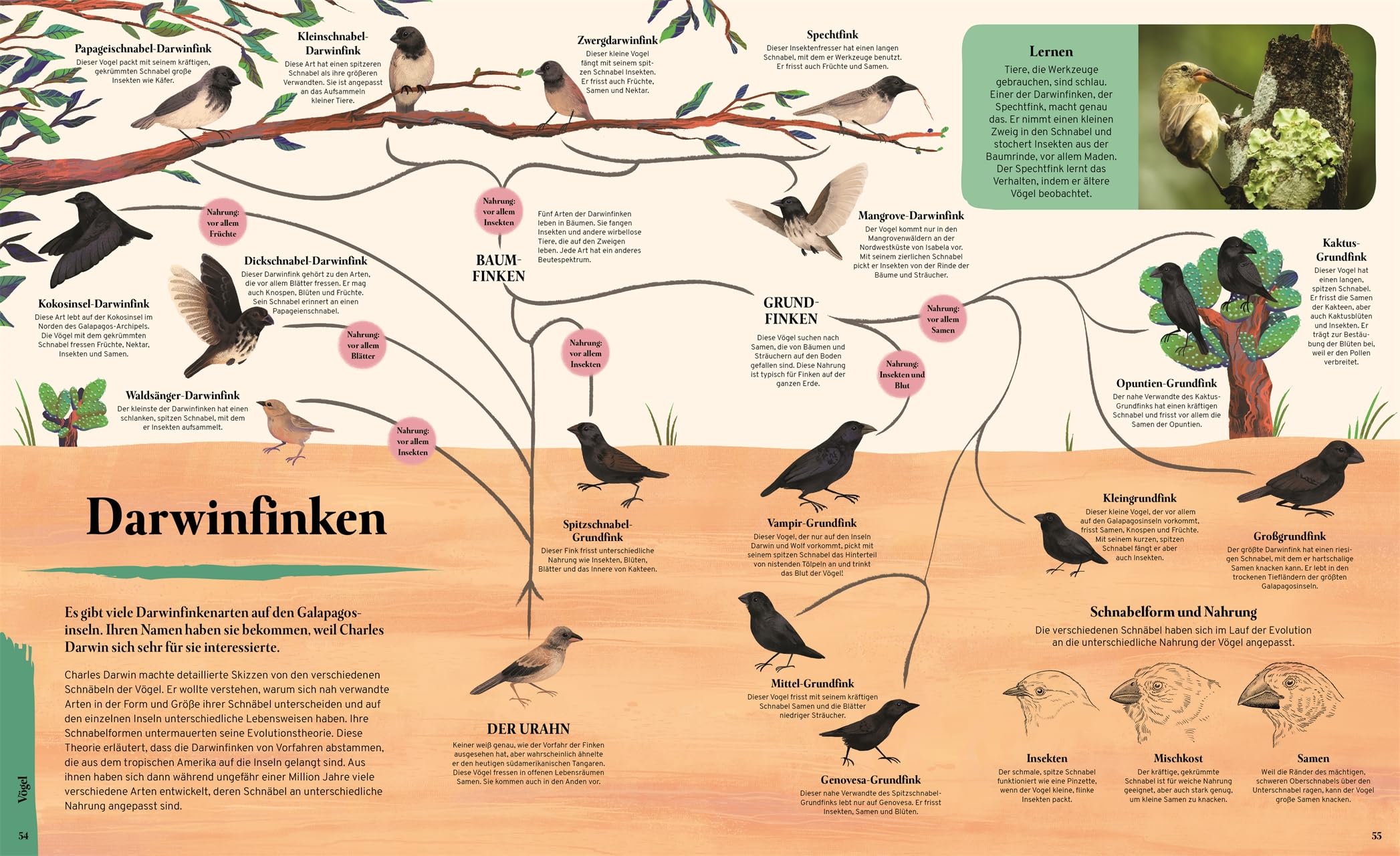 Galapagos: Eine Reise zu einzigartigen Vögeln, Reptilien und Meerestieren. Wunderschönes Naturbuch. Für Kinder ab 8 Jahren