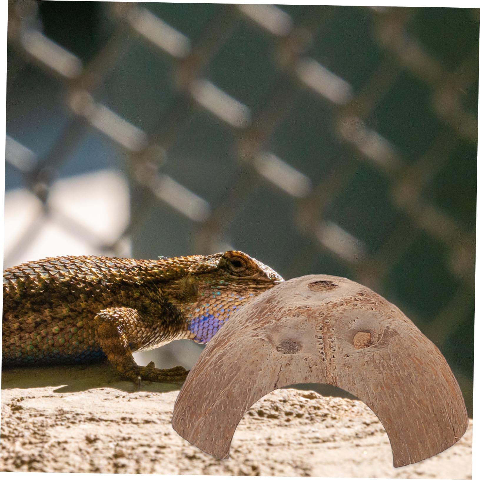 minkissy 15 Reptiles escondidos de Cuevas, decoración Decorativa de terrario, escondite de Reptiles, escondite de Reptiles, escondite de Lagarto, pequeños recipientes de Vidrio de Concha de, Caja