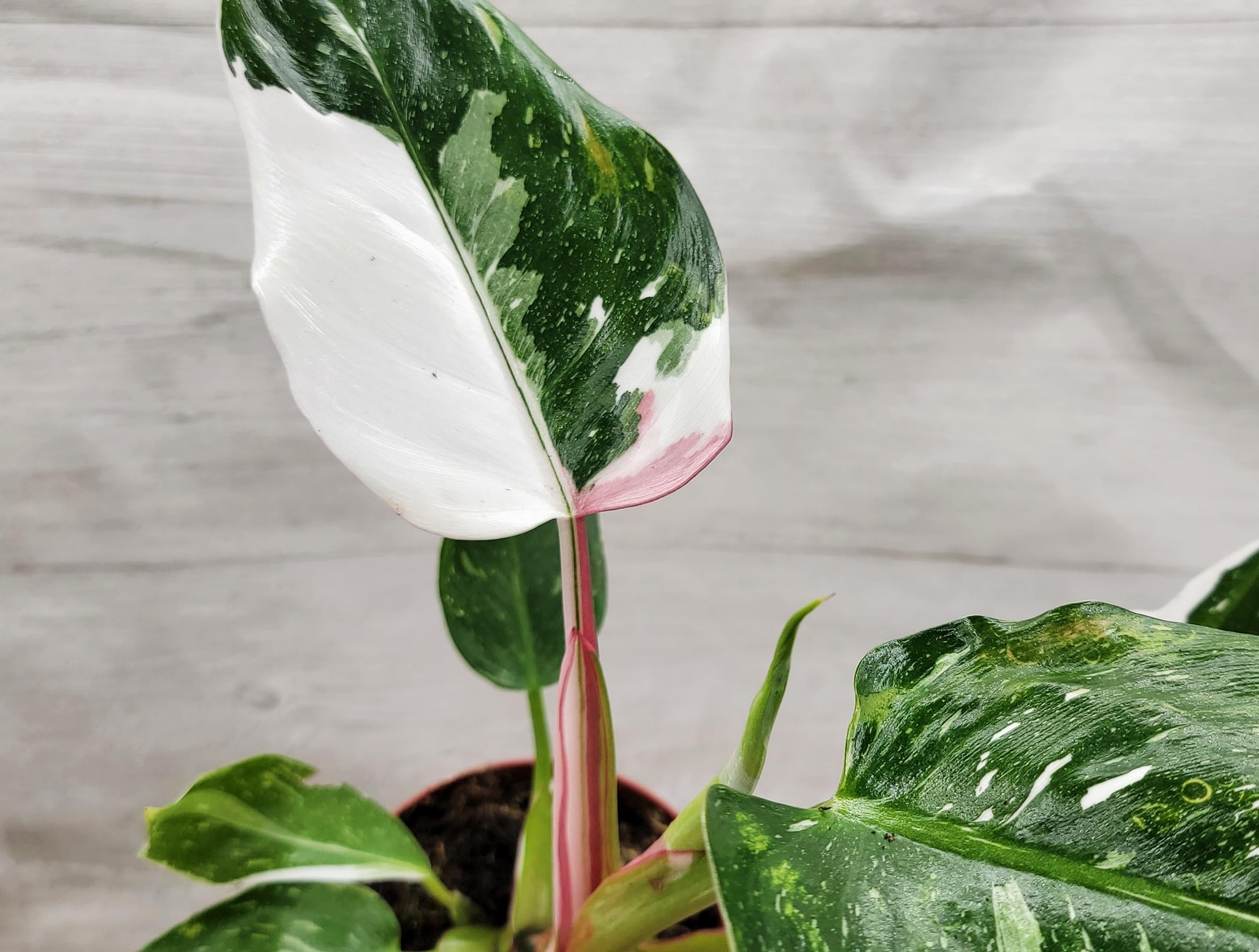 P.ridleyi 'Aon’s Little Princess' Little Princess – Maplestone Ornamentals