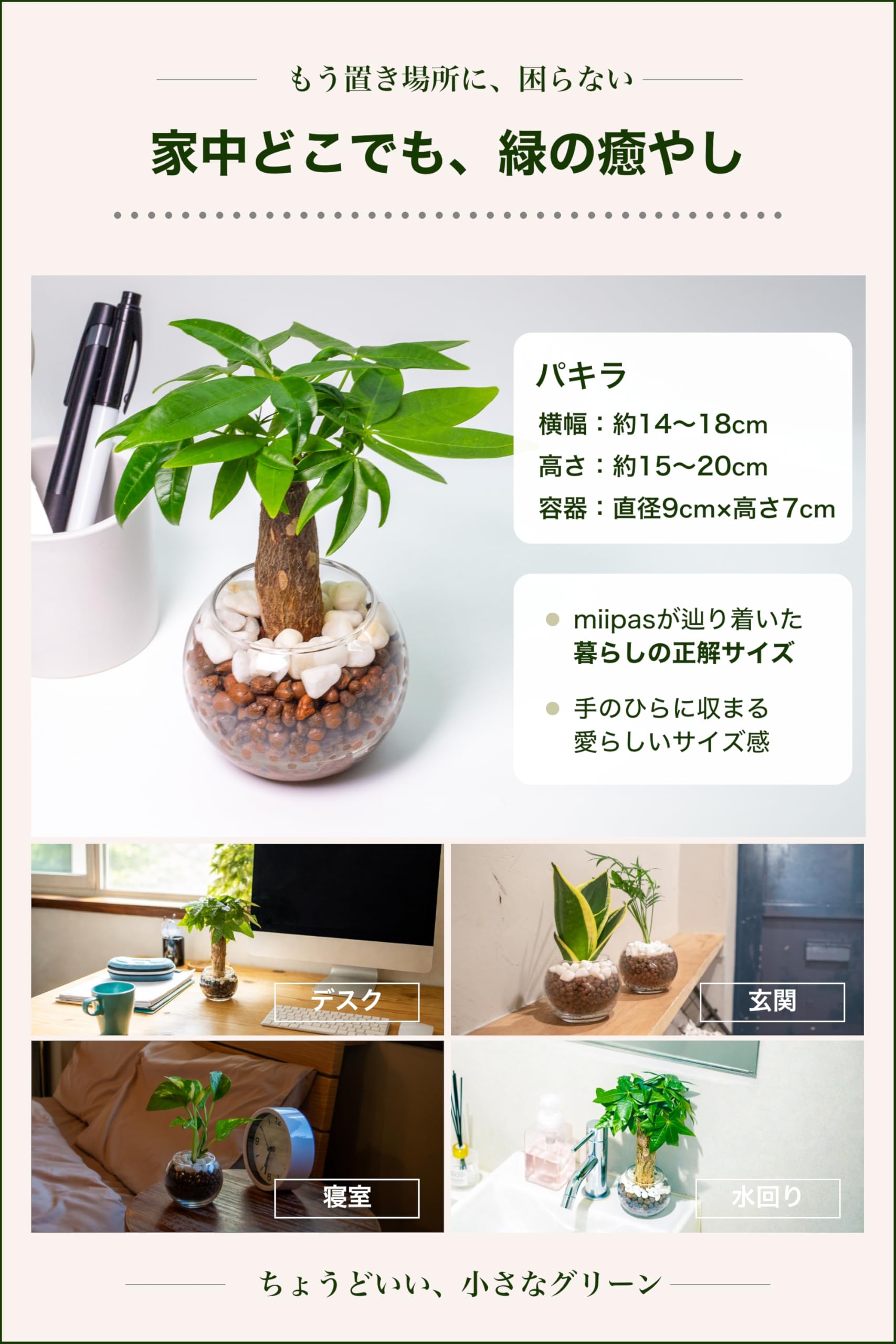 miipas パキラ 観葉植物 ミニ ハイドロカルチャー