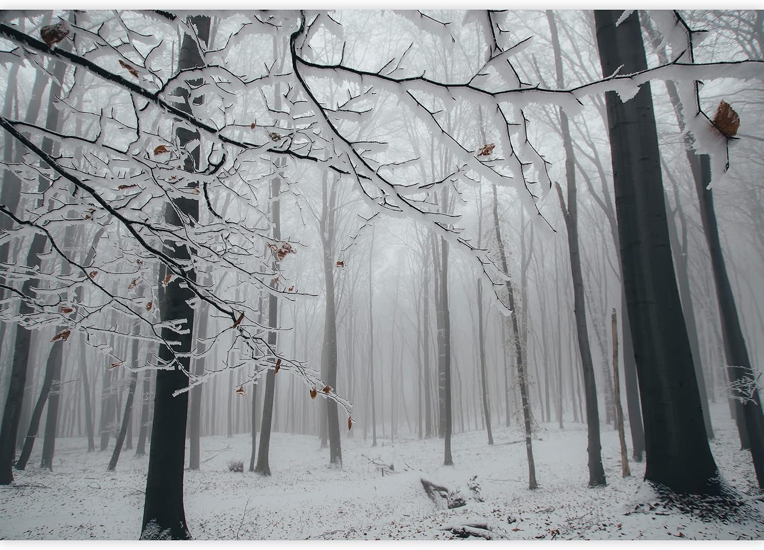 wall26 - Close Up View of a Forest in The Winter Time - Wall Mural, Removable Sticker, Home Decor - 100x144 inches