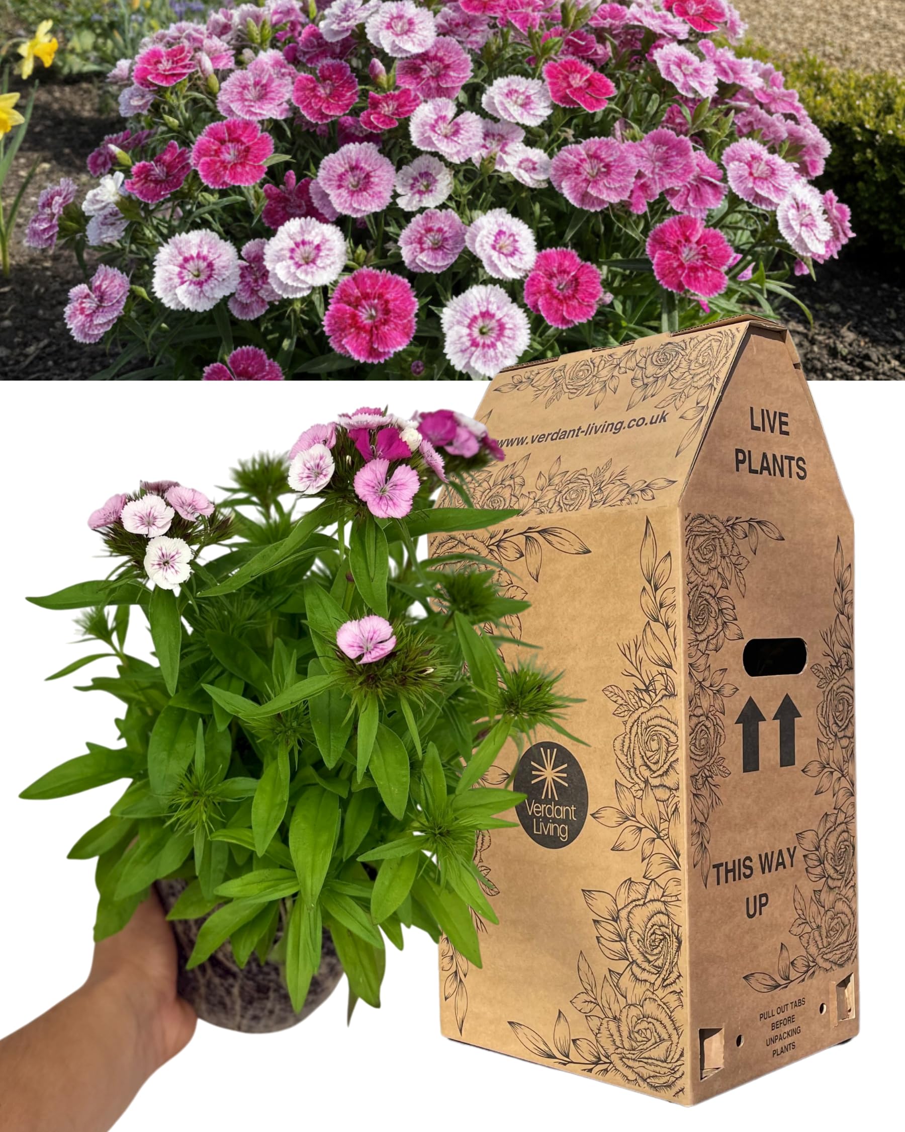 1 Spring–Summer Dianthus Flowering Plants – Dart Pink Magician (Garden Pink). Outdoor Garden Ready Plants for Pots, Borders & Containers. Hardy, Compact & Easy to Grow. Supplied as a Large 2L Pot — image 1