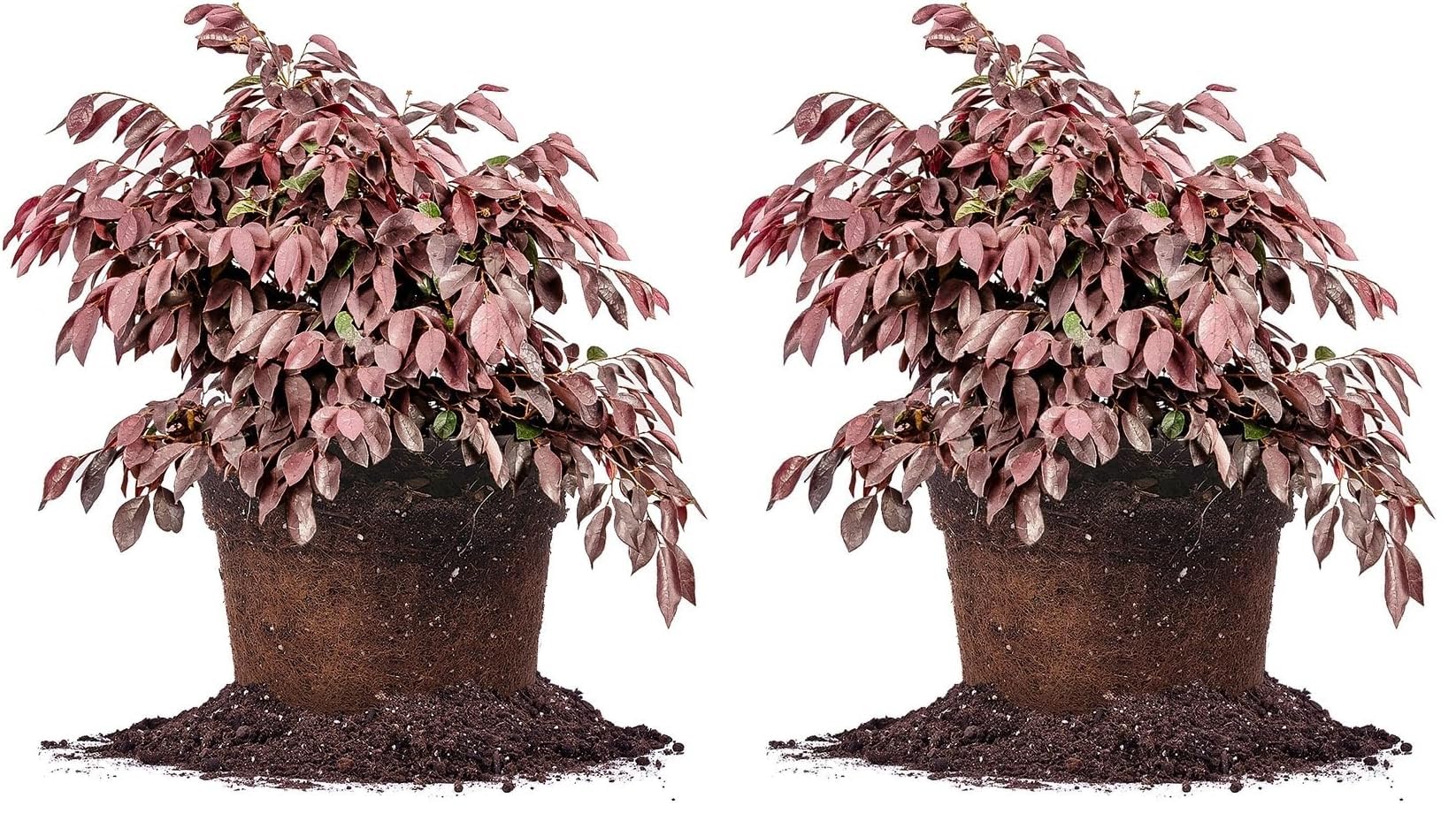 Perfect Plants Zhuzhou Loropetalum