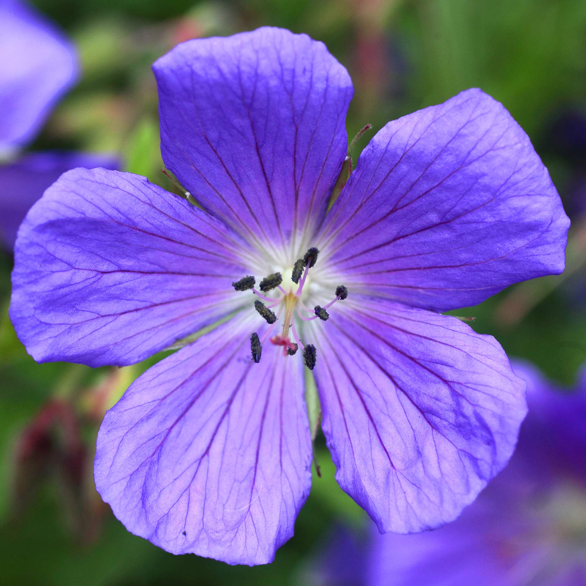 Geranium Johnson's Blue - Cranesbill - Herbaceous Perennial Outdoor Garden Flowering Plant in Pot (2 Litre Pot, 30-50cm)