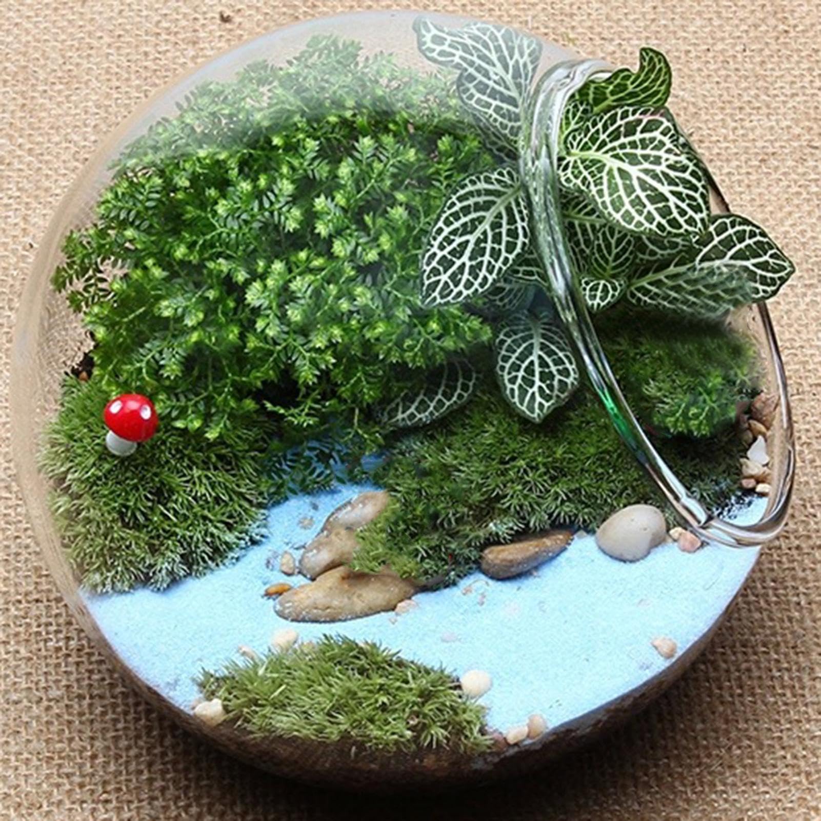 Vase rond en verre pour terrarium - vase en verre - Bouche inclinée - Décoration d'intérieur - Centre de table pour grasses et plus encore