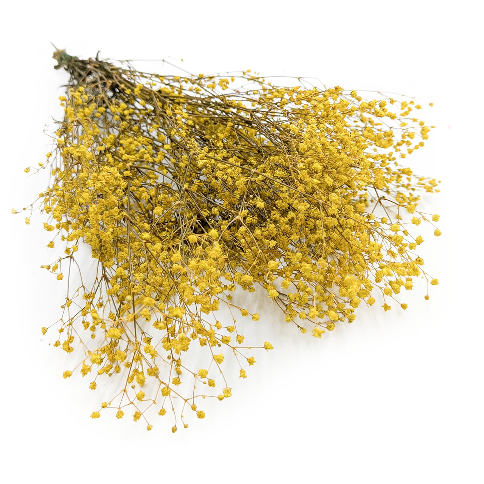Enchanted Fleurs Séchées, Gypsophile Stabilisée, 120 g, Jaune Pastel
