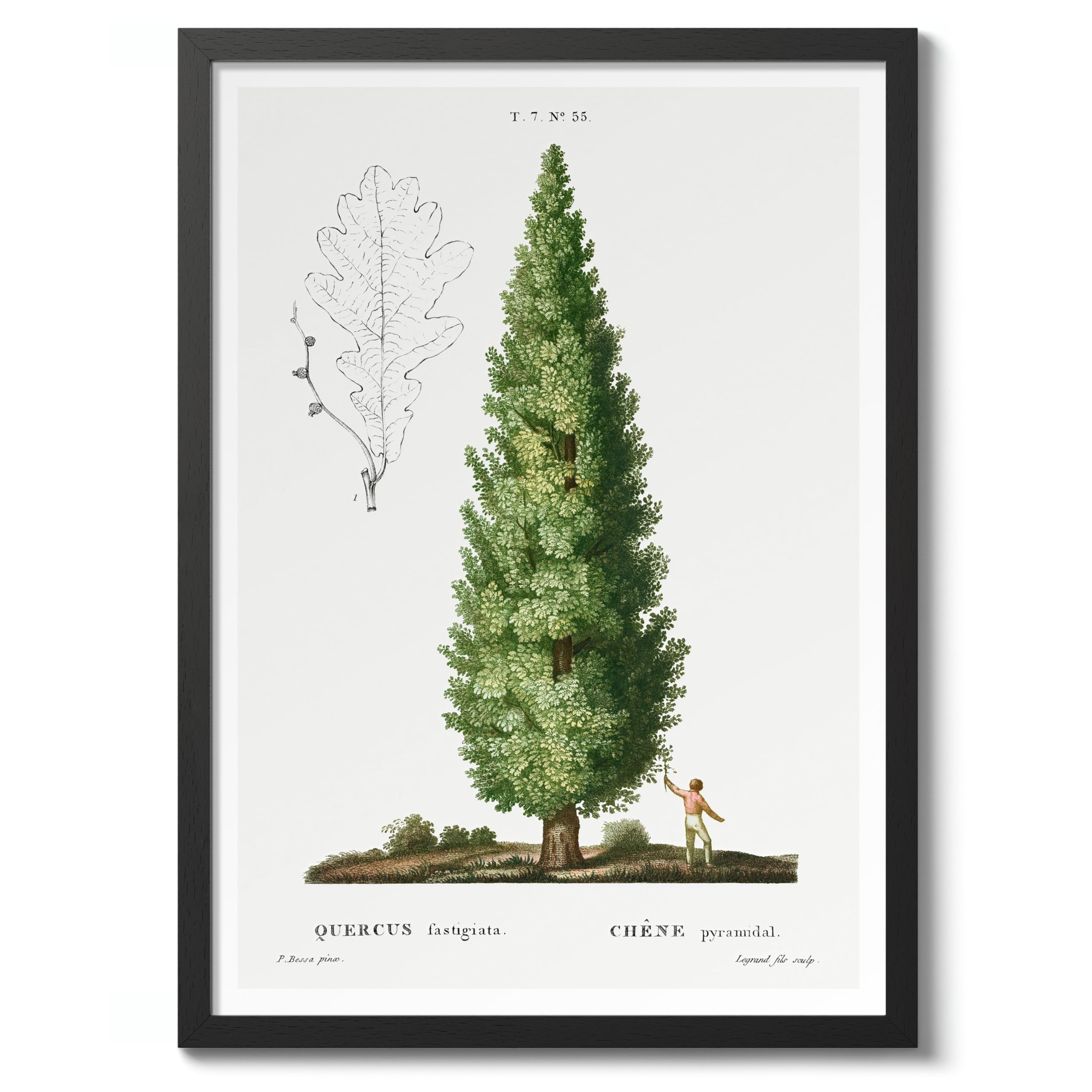English Oak Vintage Botanical Tree Poster, Nature Home Decor Wall Art, Retro Encyclopedia Illustration, Archival Matte, A5 (Black Frame) - 21x14.8cm โ image 1