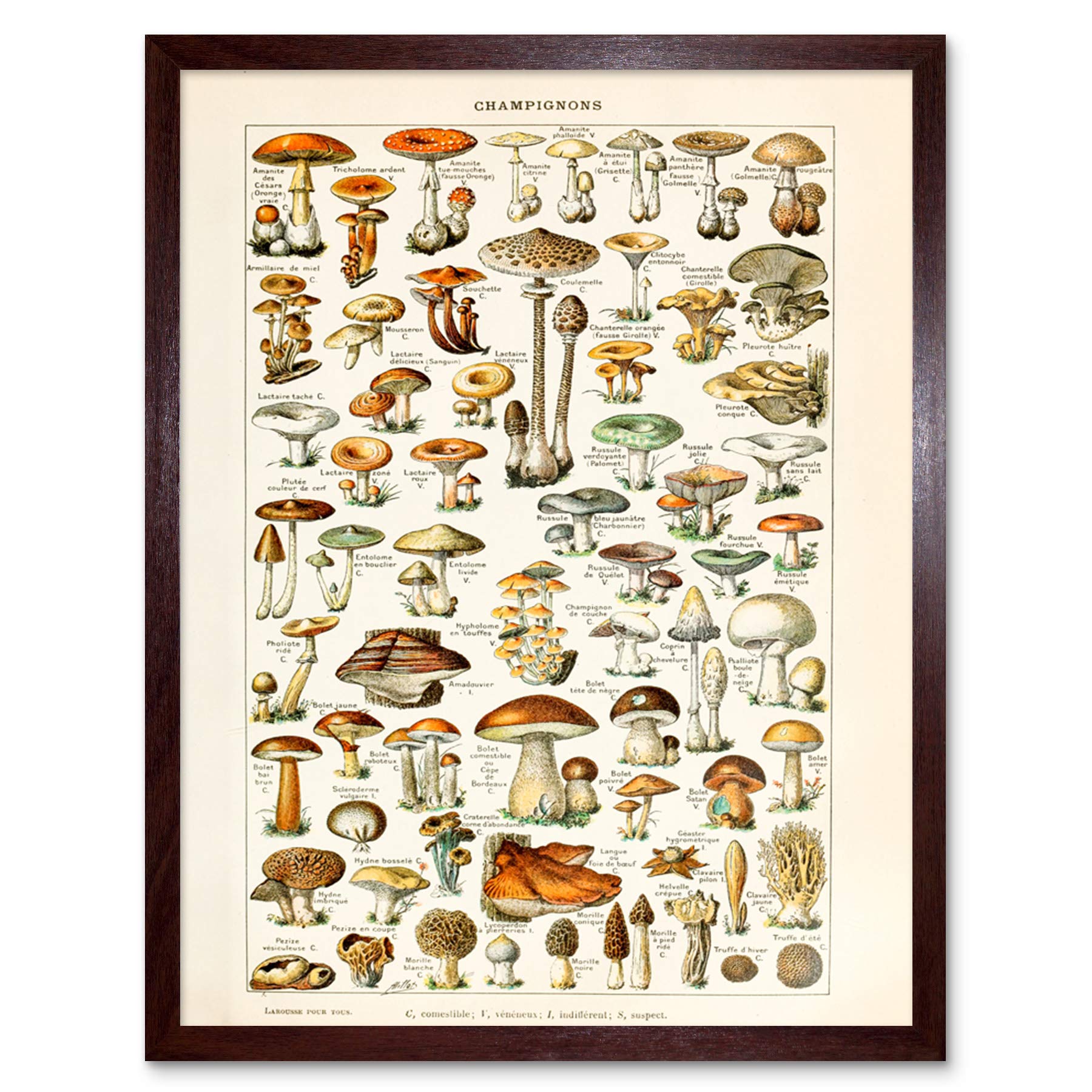 Artery8 Millot 19Th Century Mushrooms Encyclopedia Page Art Print Framed Poster Wall Decor 12X16 Inch