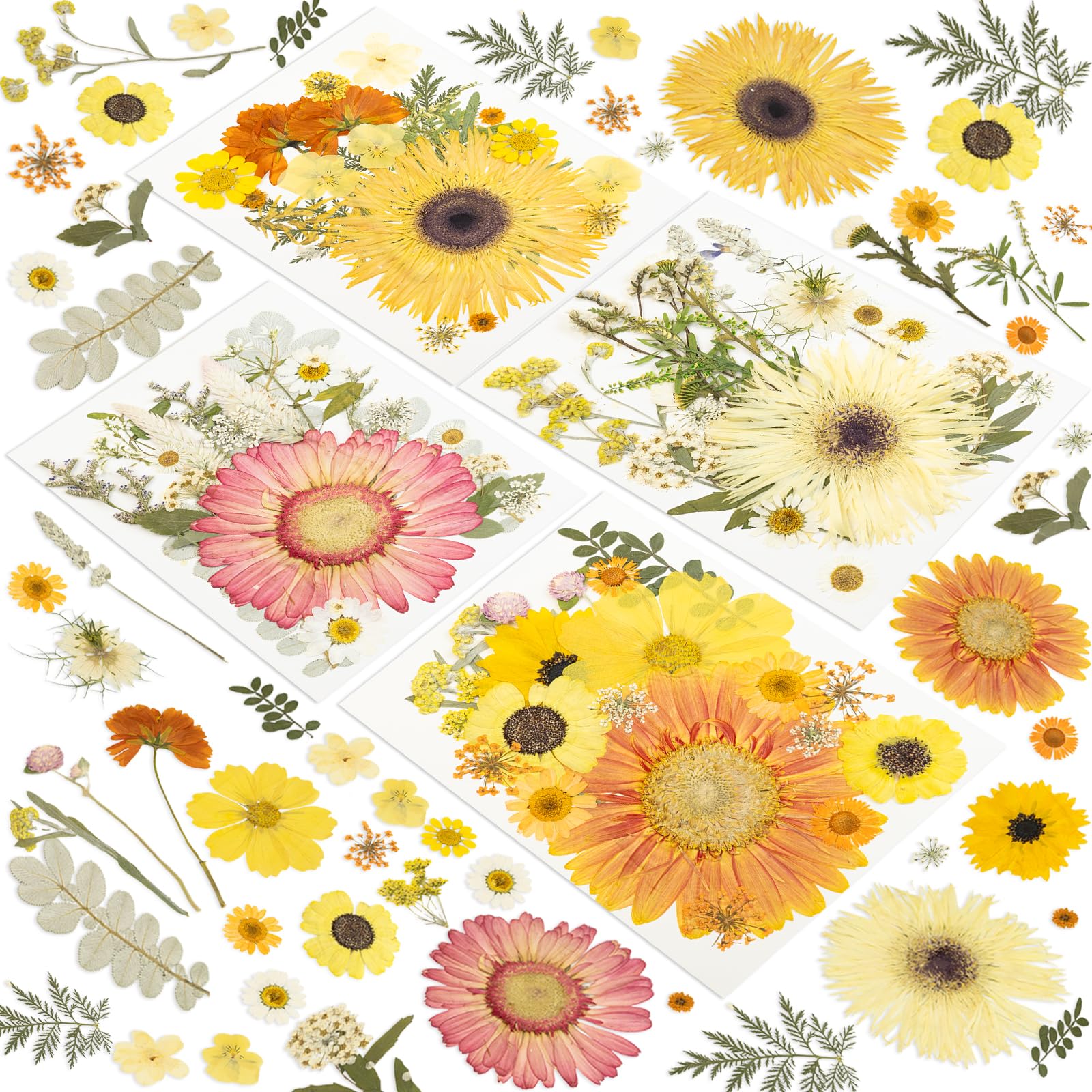 188 Pcs Dried Pressed Flowers for Resin Crafts, Real Natural Pressed Flowers and Leaves, Vacuum Sealed Dry Flowers for Epoxy Resin Jewelry Making, Candle & Soap Making, Nail Art (Gerbera Daisy)