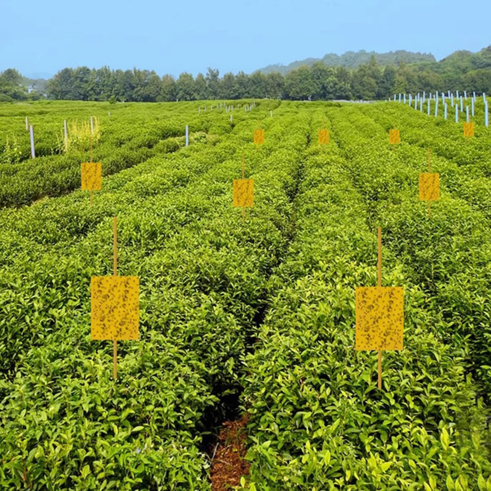 60 Pezzi Trappole Acchiappa Ciliegio Mosche, Mosca Dell'olivo Trappole Appiccicose Gialle Bilaterali per Insetti Volanti per Olivo, Afidi, MosceriniFungini, e Mosche Bianche，Trappola Adesiva per Mosch