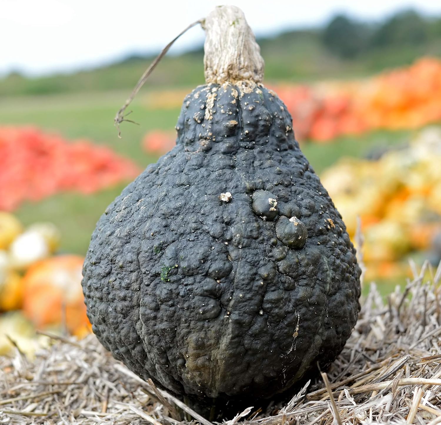 Squash Seeds - Winter - Hubbard Chicago Warted - 1 Lb ~2,720 Seeds - Cucurbita Maxima - Farm & Garden Vegetable Seeds - Non-GMO, Heirloom, Open Pollinated, Annual