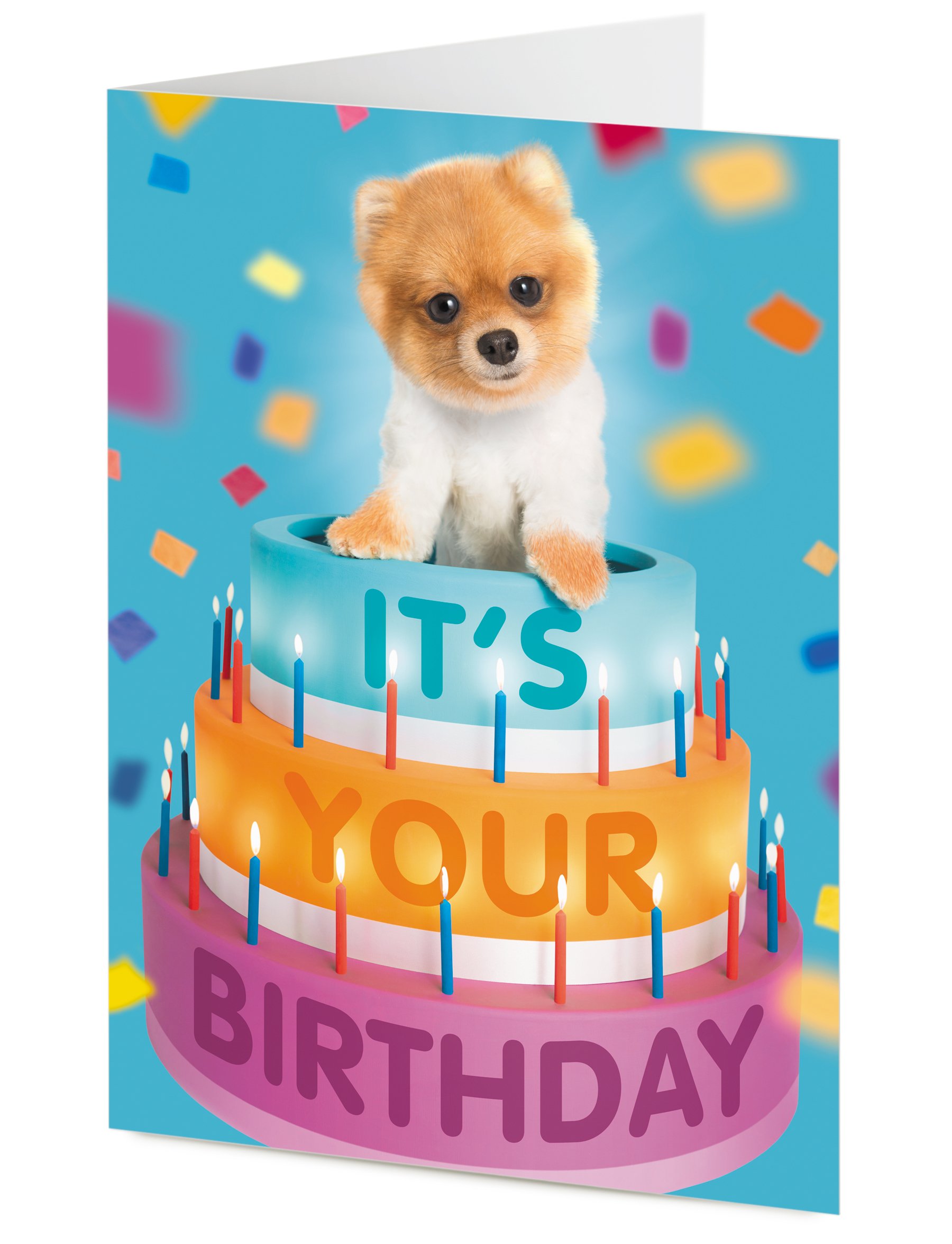 pomeranian birthday cake