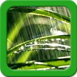 Rain Live Wallpapers