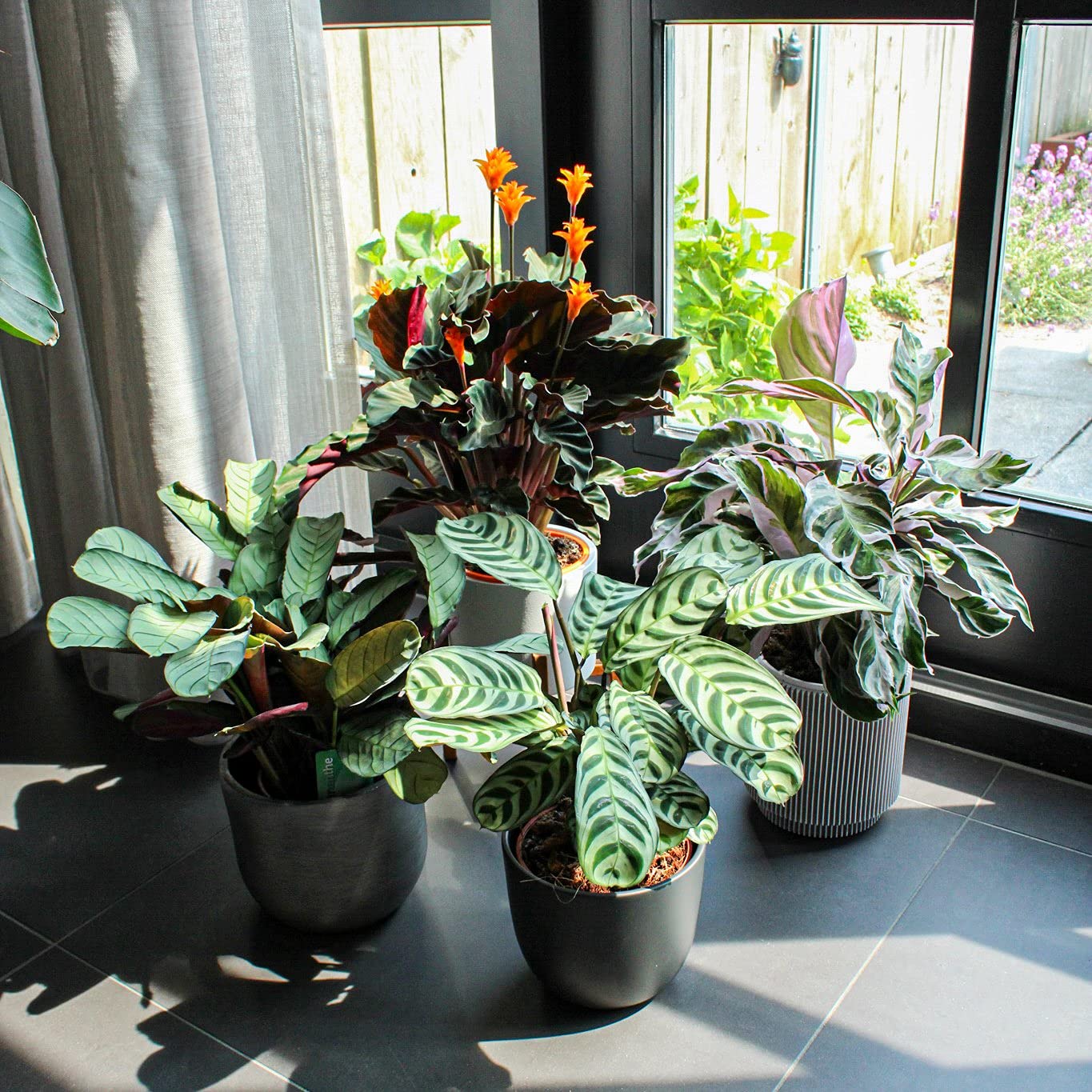 monstera plant leaves Monstera Leaves Small main image 1