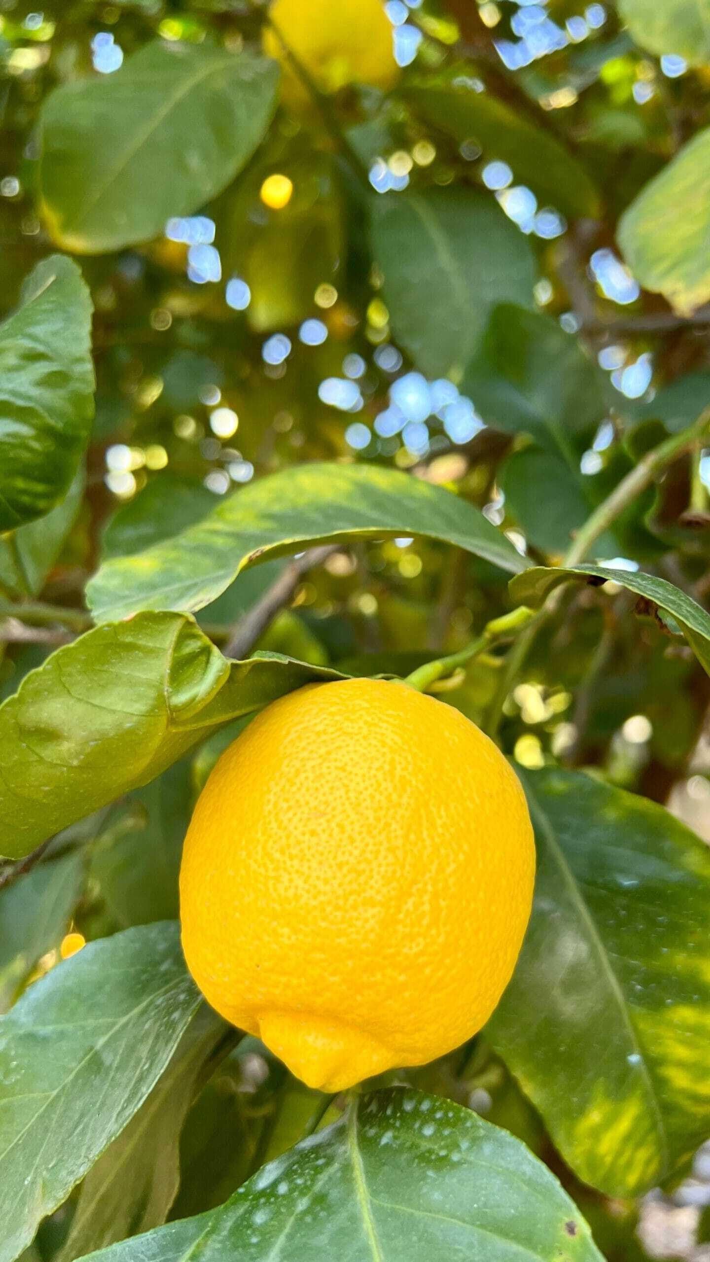 Pianta di Limone Femminello Siracusano in Fitocella - Produttivo e Succoso