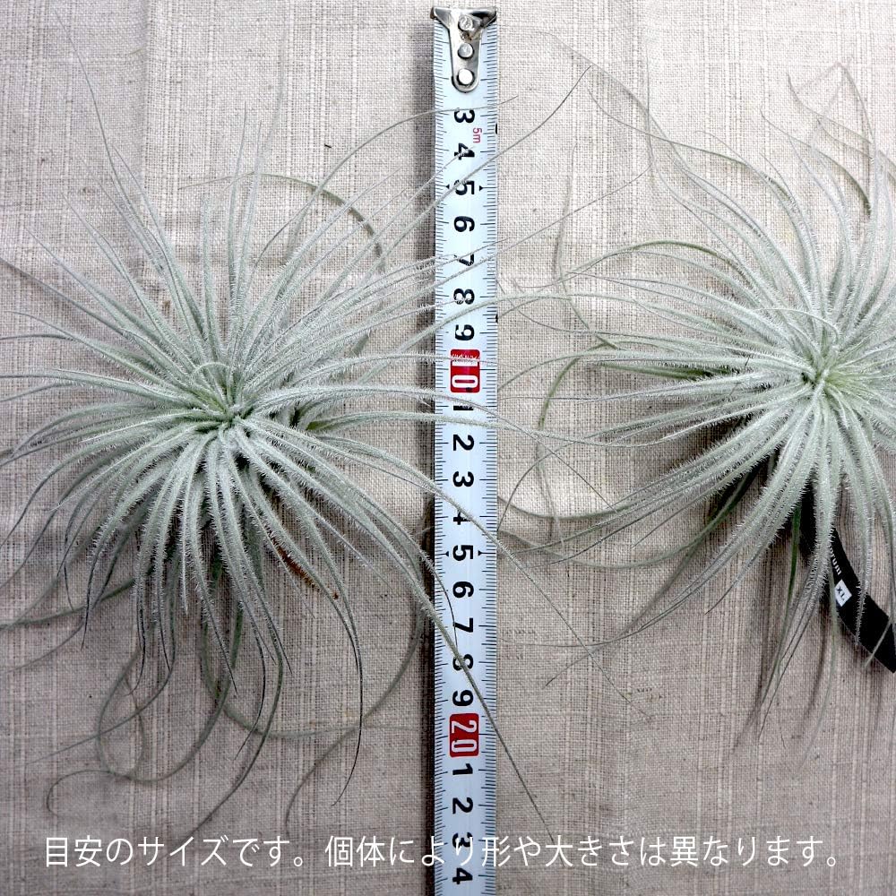 Amazon エアープランツ チランジア テクトラム Xlサイズ 幅約25cm 高さ約10cm Xlサイズ 1個 T Tectorum 品種で選べるエアプランツ 初心者にも育てやすく リビングやオフィスのインテリアに 造花ではありません 生きているエアープランツです 商品の特性上