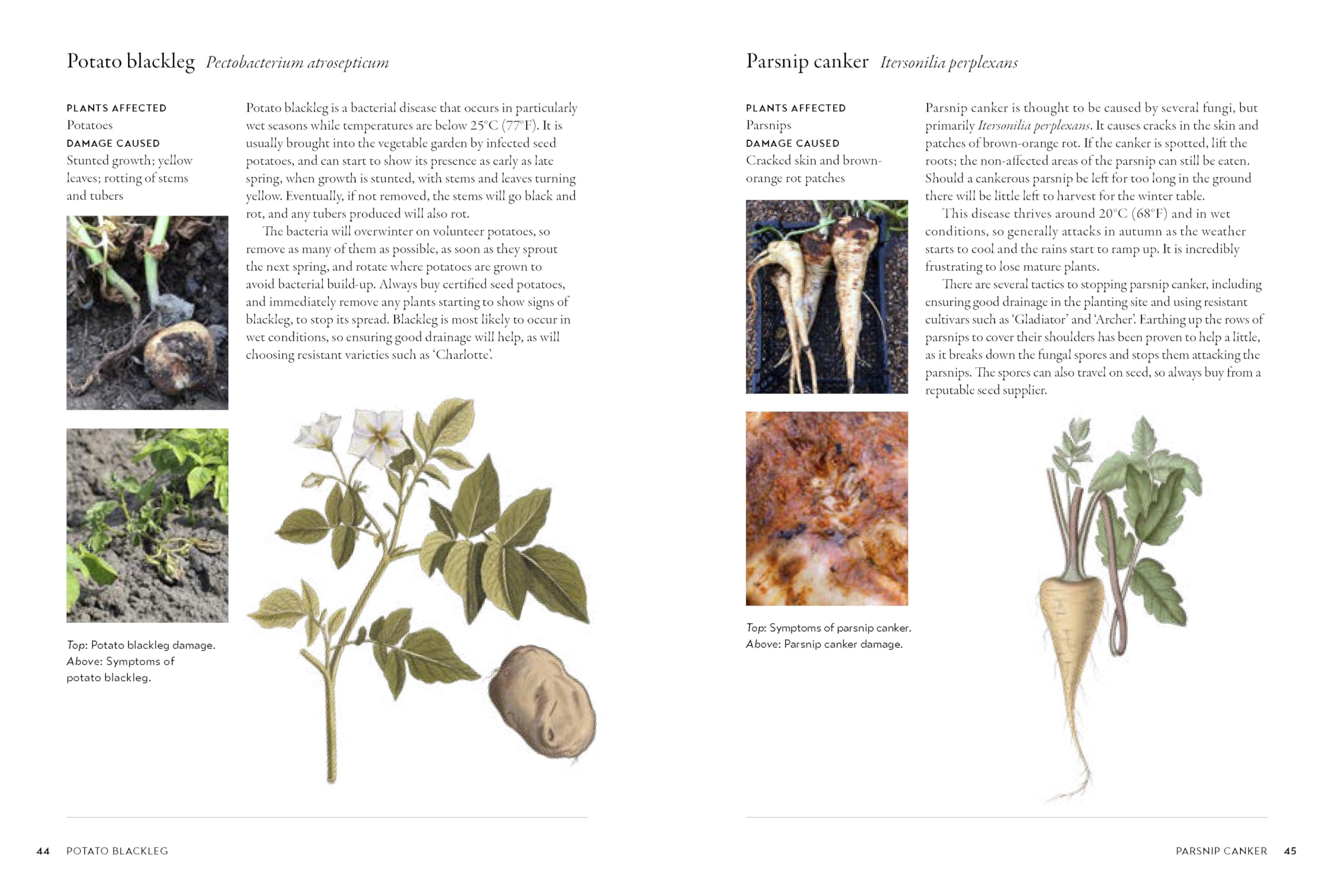 Gardener's Companion to Pests and Diseases: A Guide to Diagnosis, Treatment & Prevention